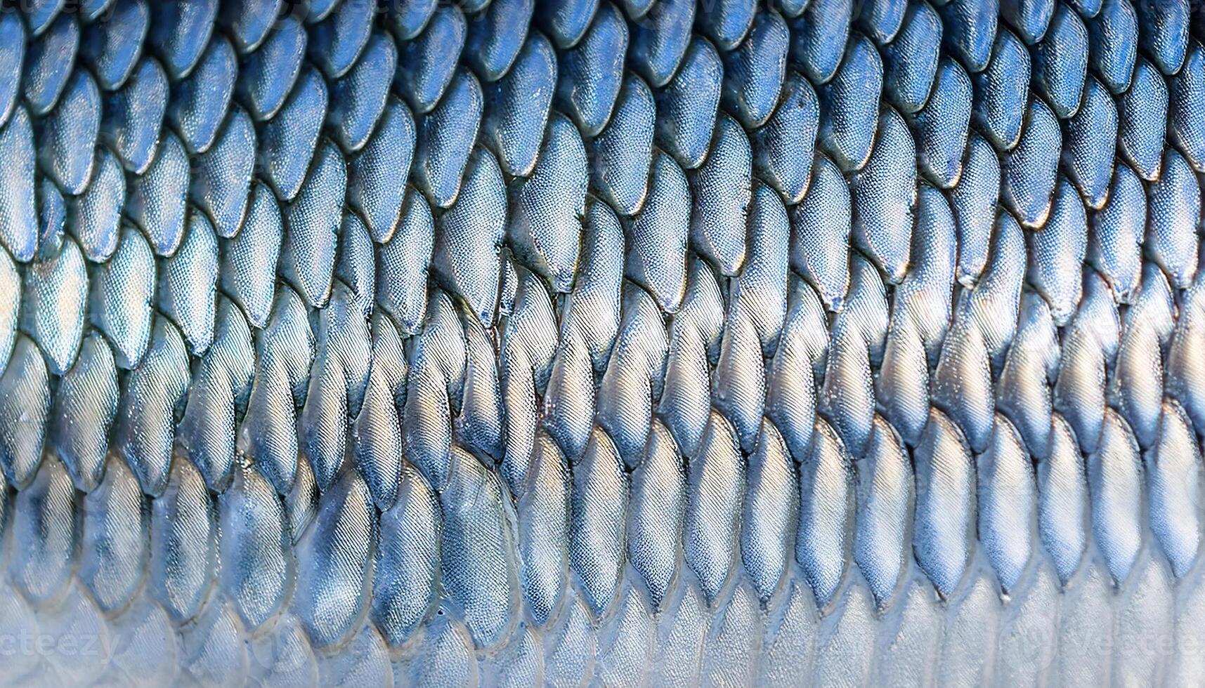 close-up of reflective silver fish scales with blue hues on a tarpon highlighting intricate texture and natural pattern photo