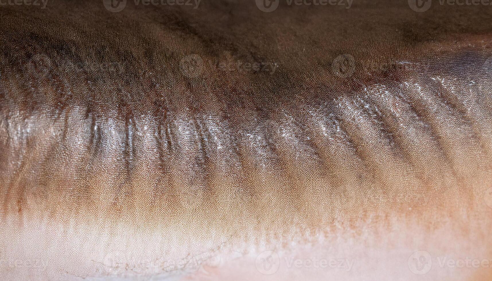 macro view of catfish skin showcasing smooth scaleless surface with natural brown tones and delicate textures photo