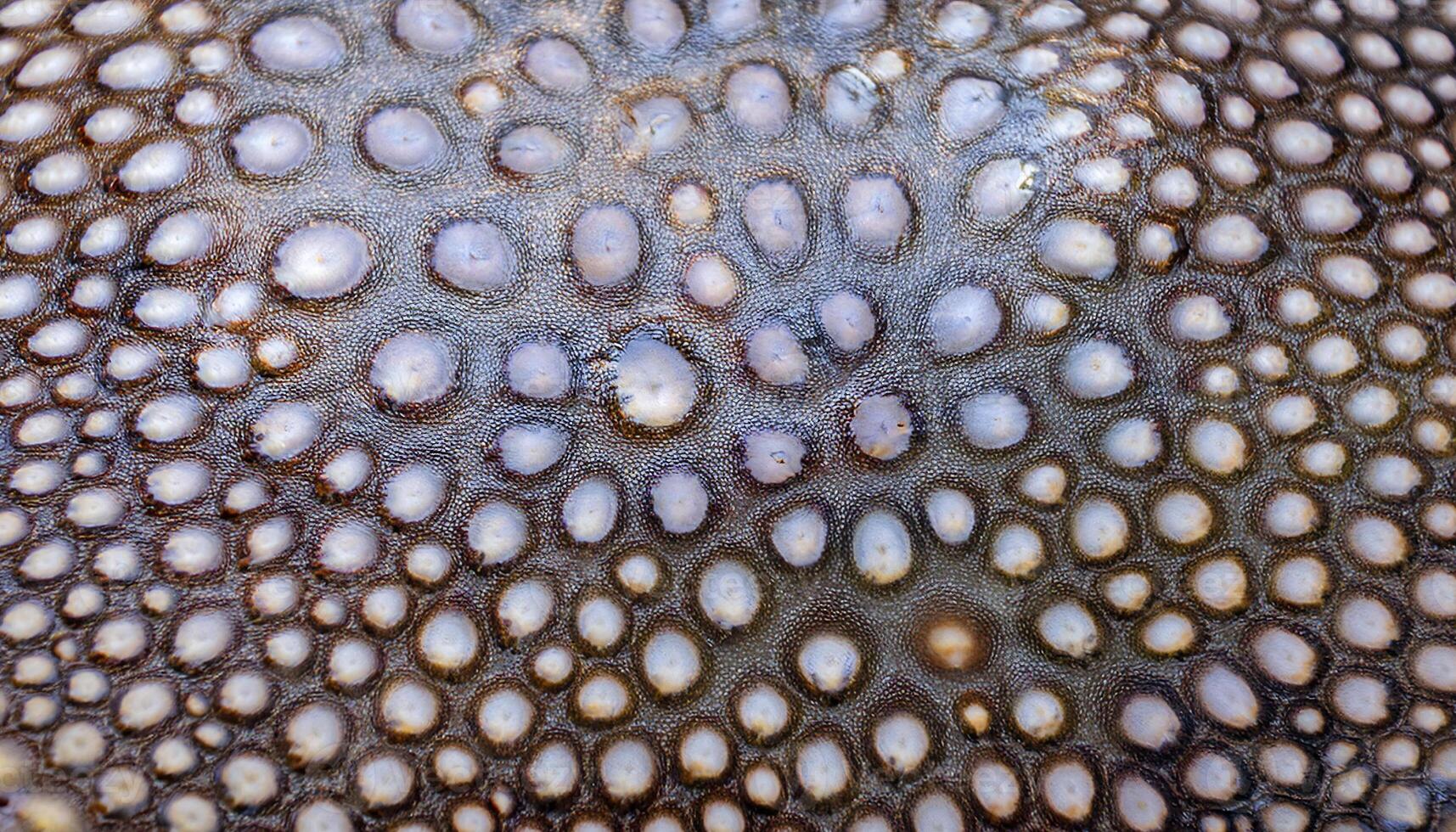 close-up of stingray skin showcasing its unique pebble-like texture and detailed natural patterns in macro view photo