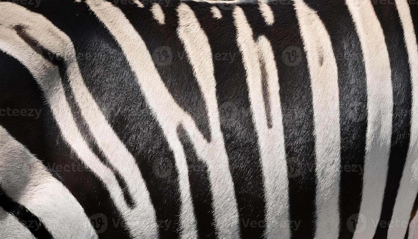 close-up view of zebra fur featuring bold contrasting black and white stripes in natural texture photo
