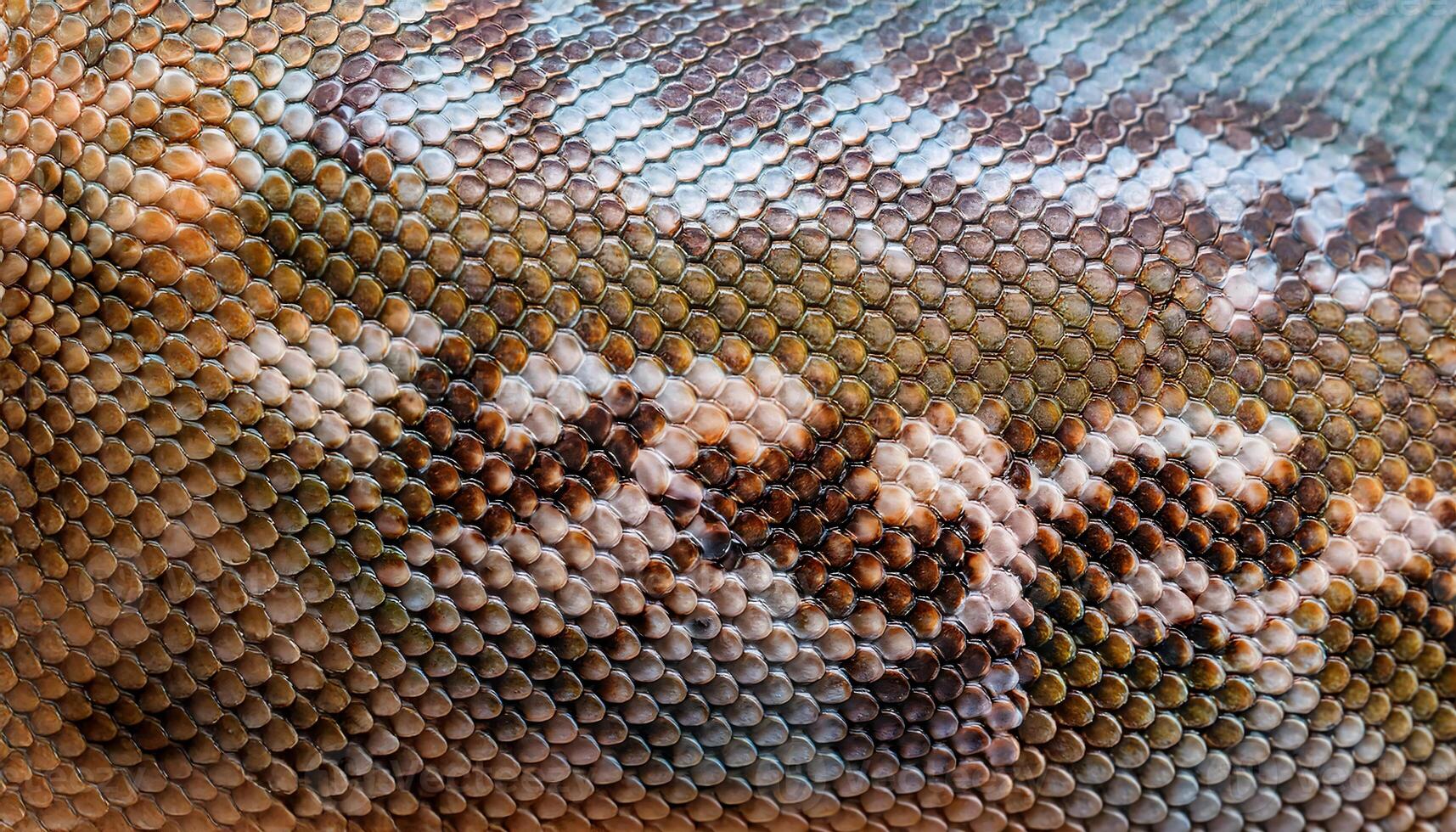 close-up of lizard skin showcasing its intricate overlapping scales with natural colors photo