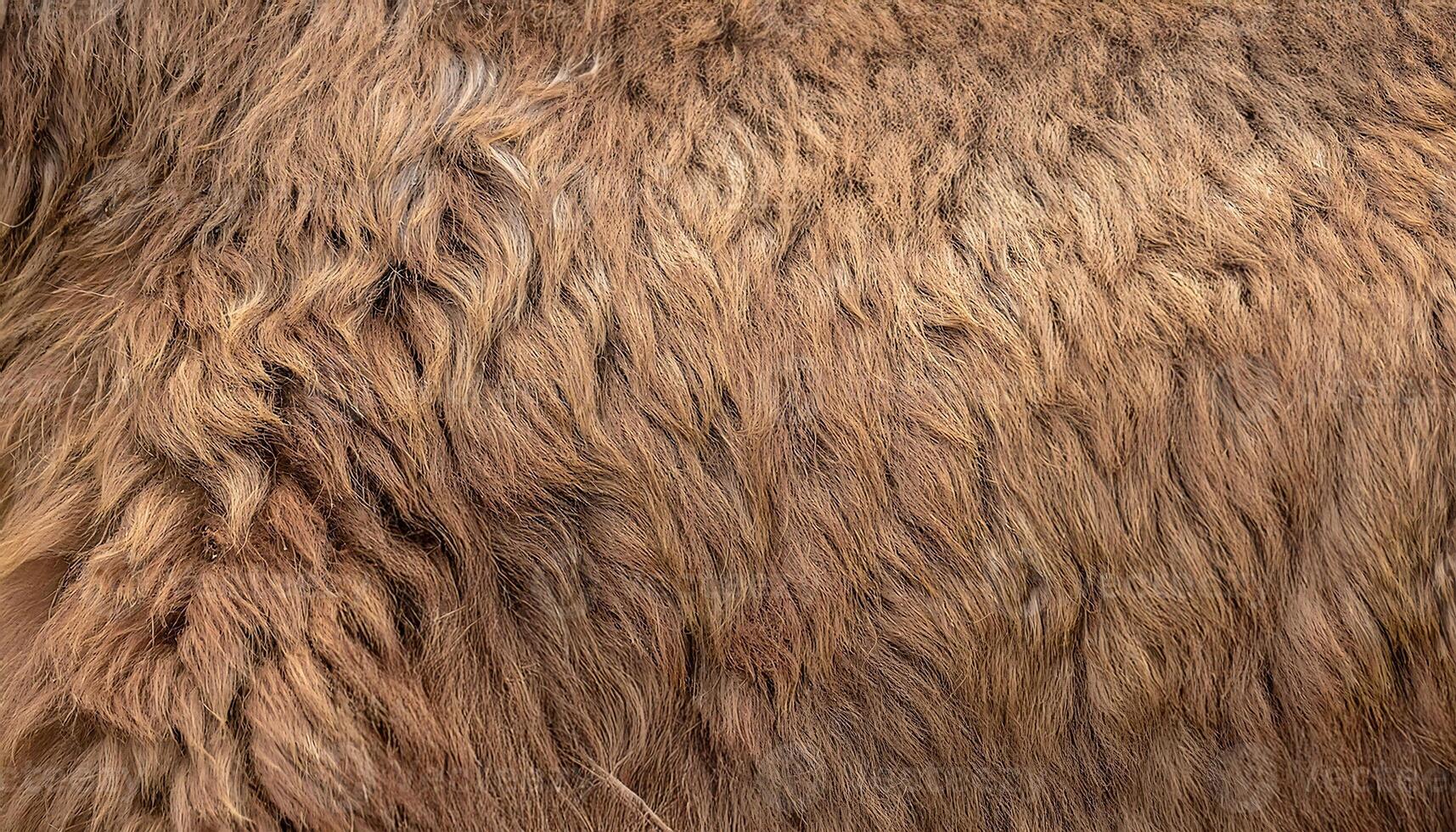 close-up of camel fur showcasing its thick shaggy texture and natural light brown tones for nature and animal texture concepts photo