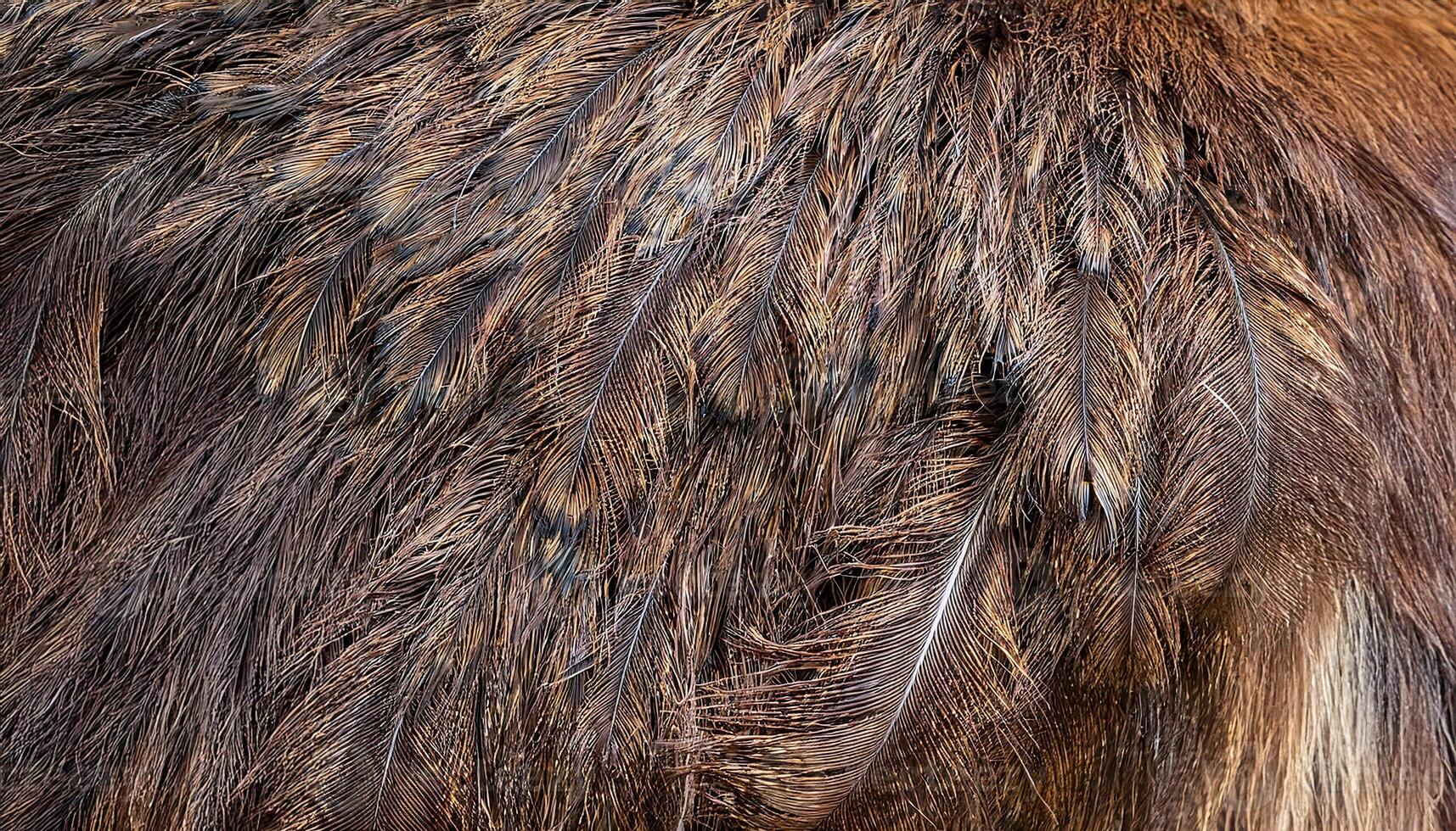 close-up of emu feathers highlighting soft double-plumed strands and intricate natural patterns photo