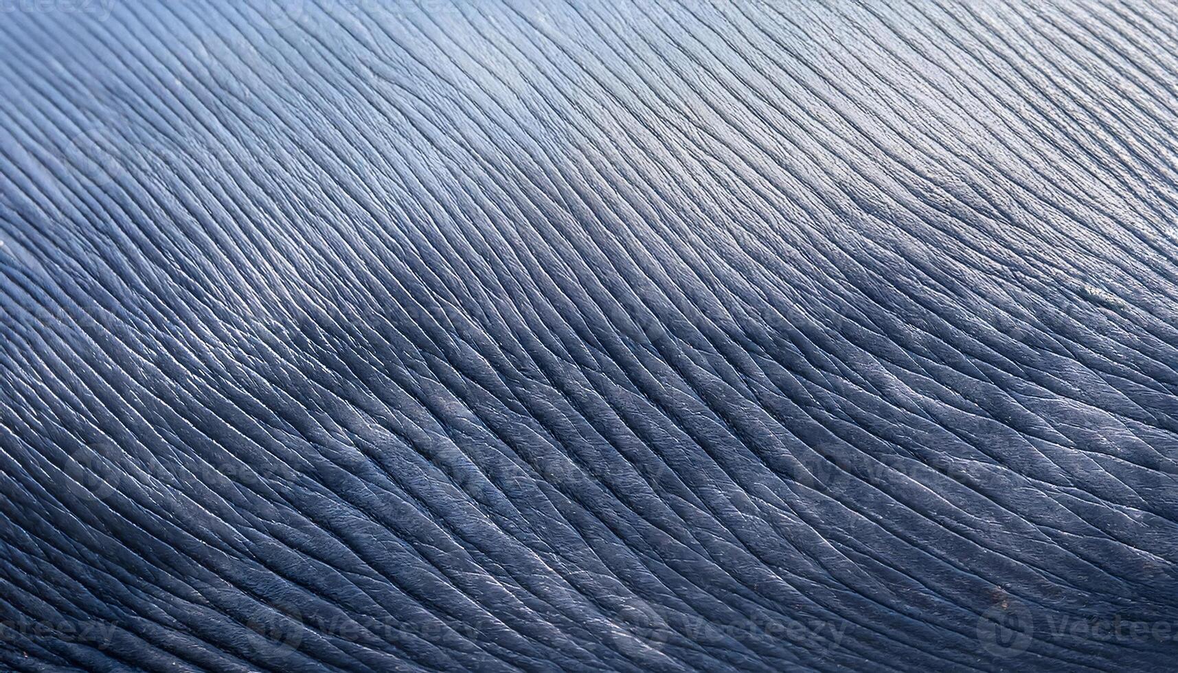 macro view of whale skin with rippled texture and smooth surface in natural lighting photo