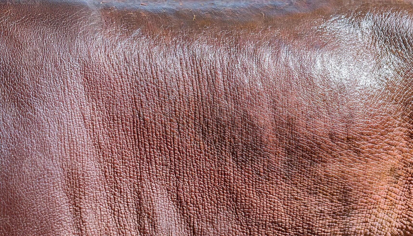 macro view of hippo skin texture showcasing its smooth, wrinkled, and water-resistant surface with natural brown tones photo