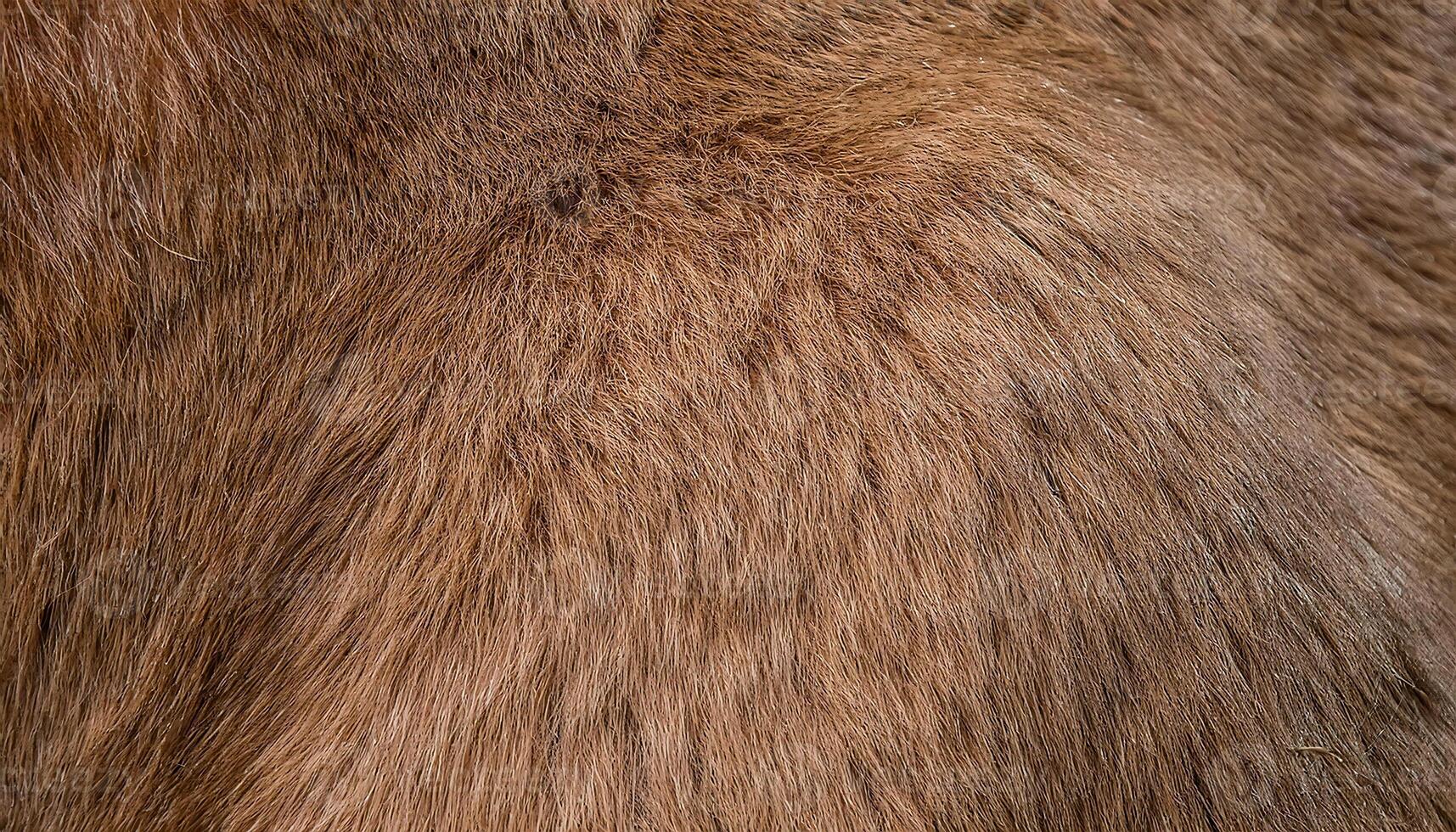 close-up of kangaroo fur highlighting its soft and short brown coat texture photo