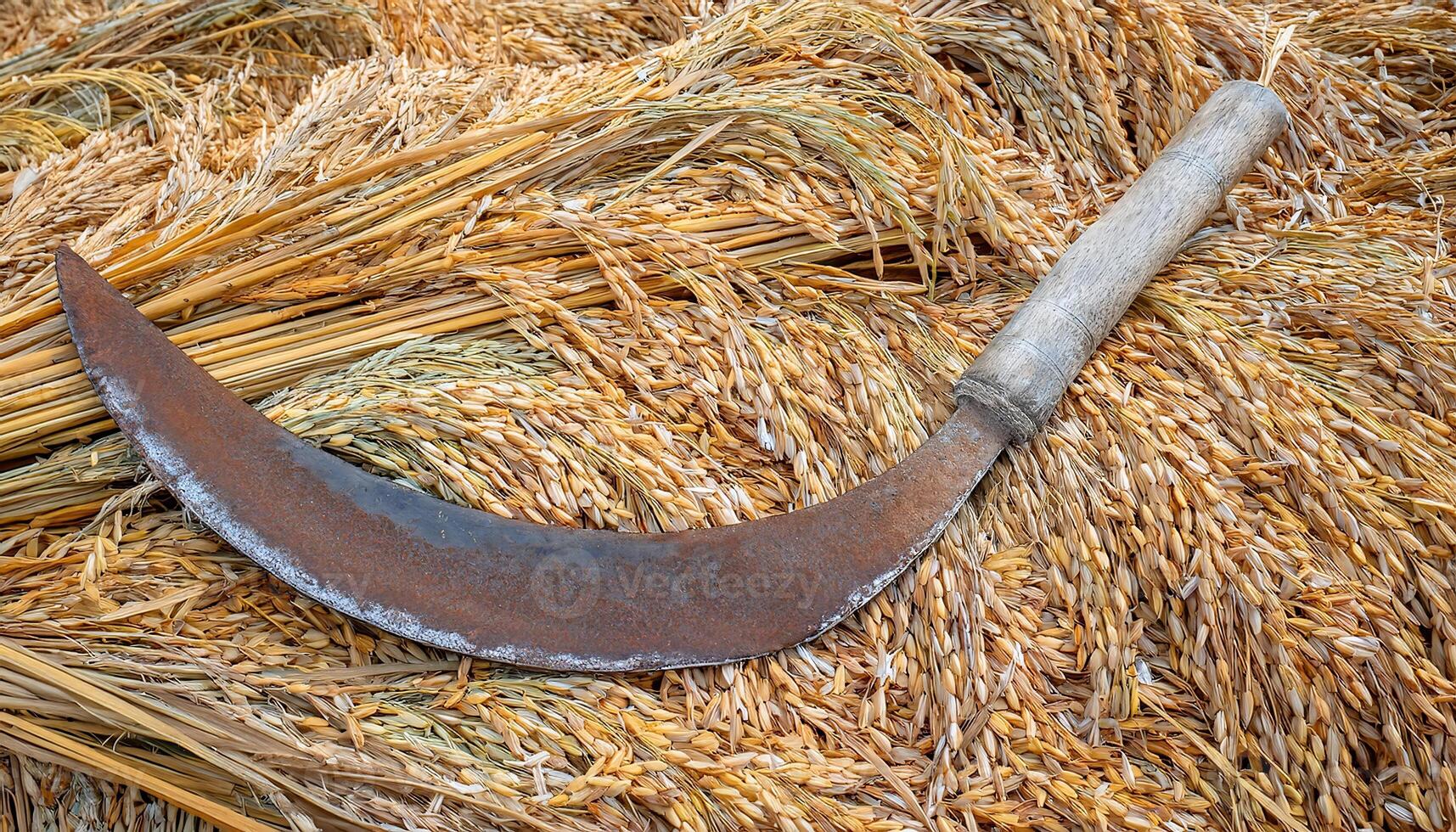 close-up of a weathered sickle with wooden handle on freshly harvested rice bundles photo