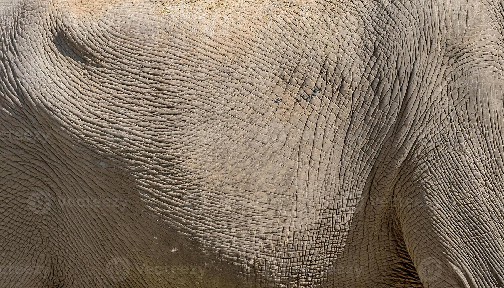 close-up of elephant skin highlighting thick wrinkled texture and natural patterns with subtle cracks photo