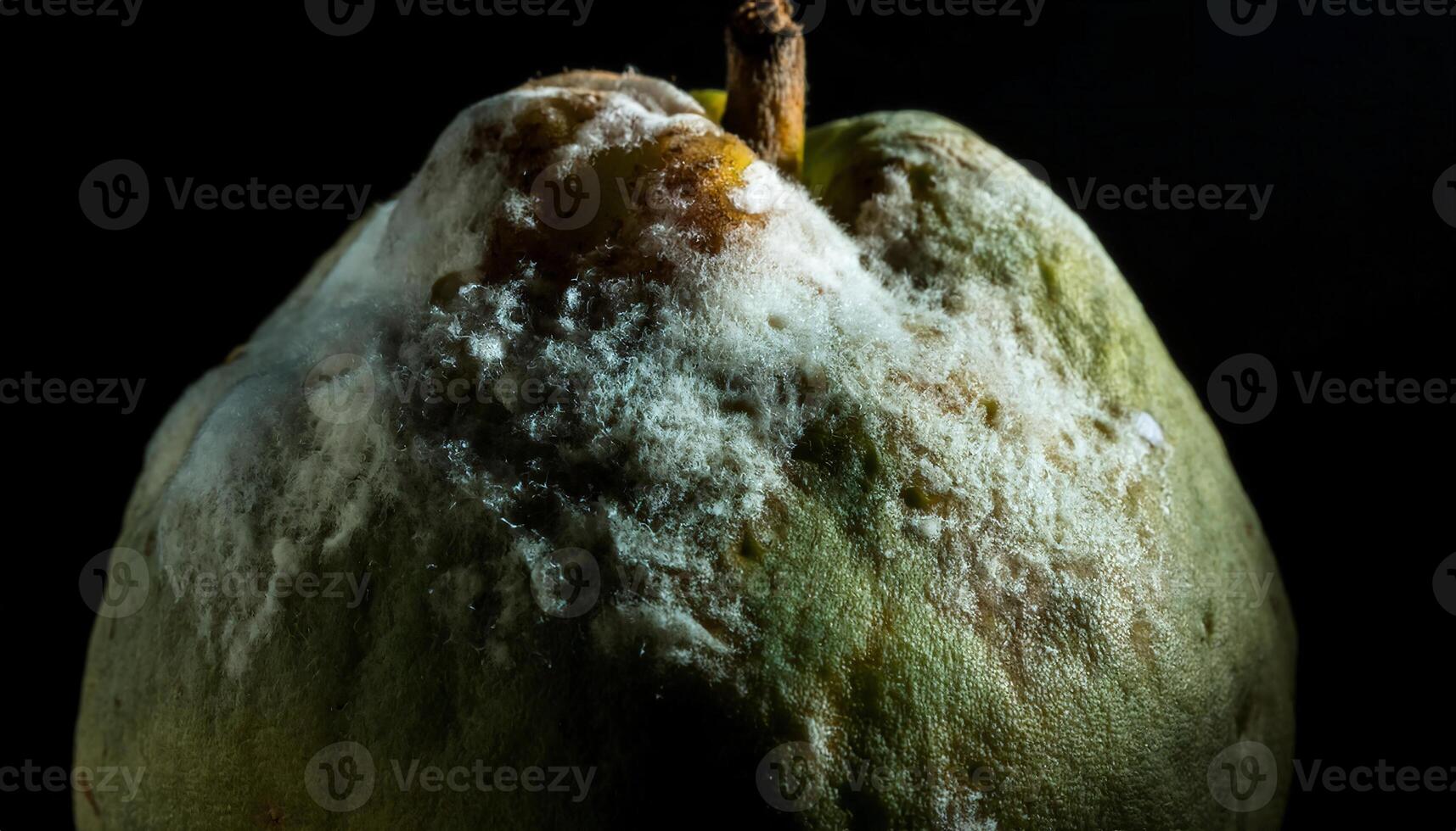 macro close-up of a guava covered in white fungal growth and discoloration, showcasing natural fruit decay photo