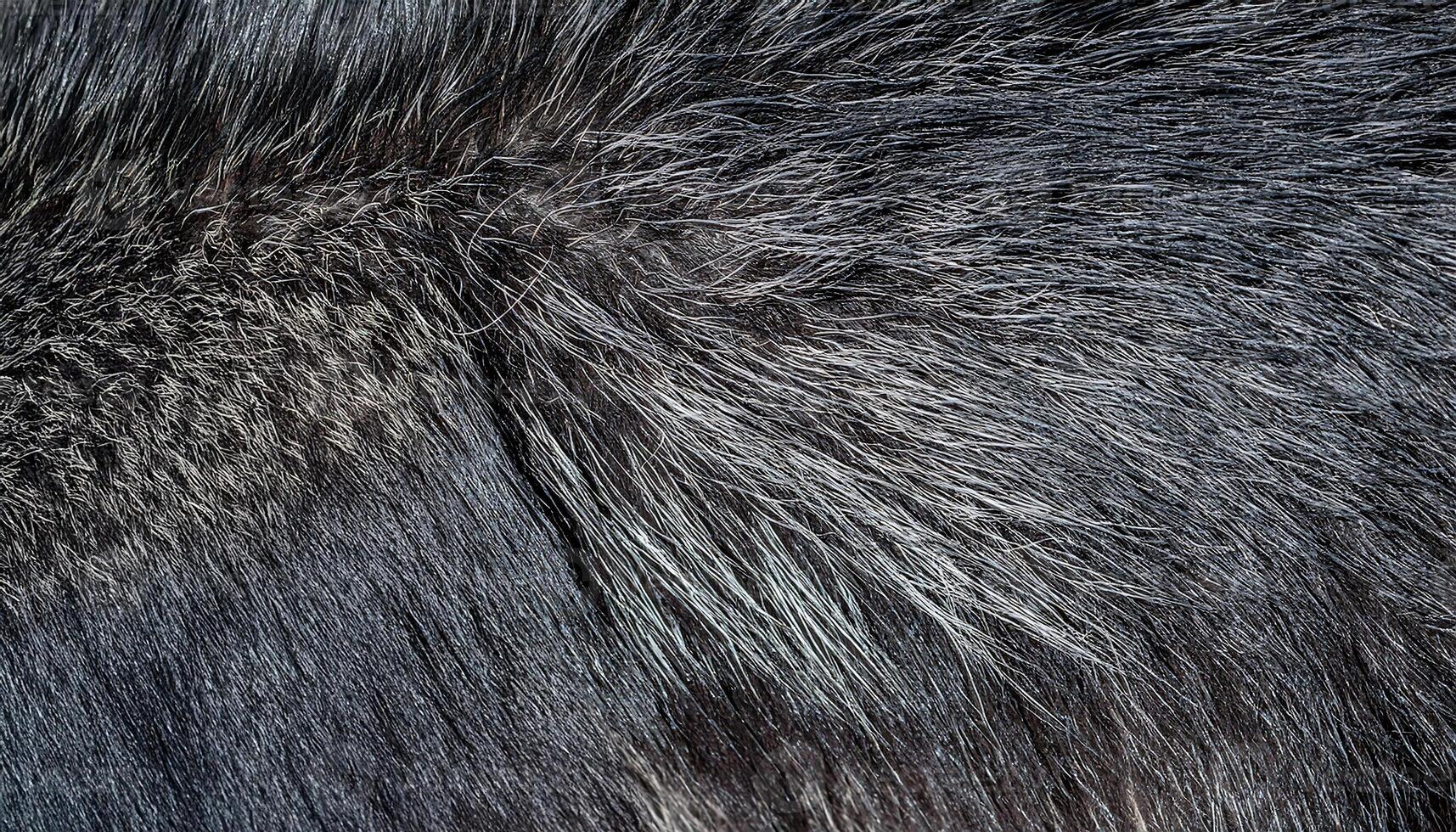 macro view of raccoon fur showcasing coarse texture with mixed gray and black hues and intricate patterns photo