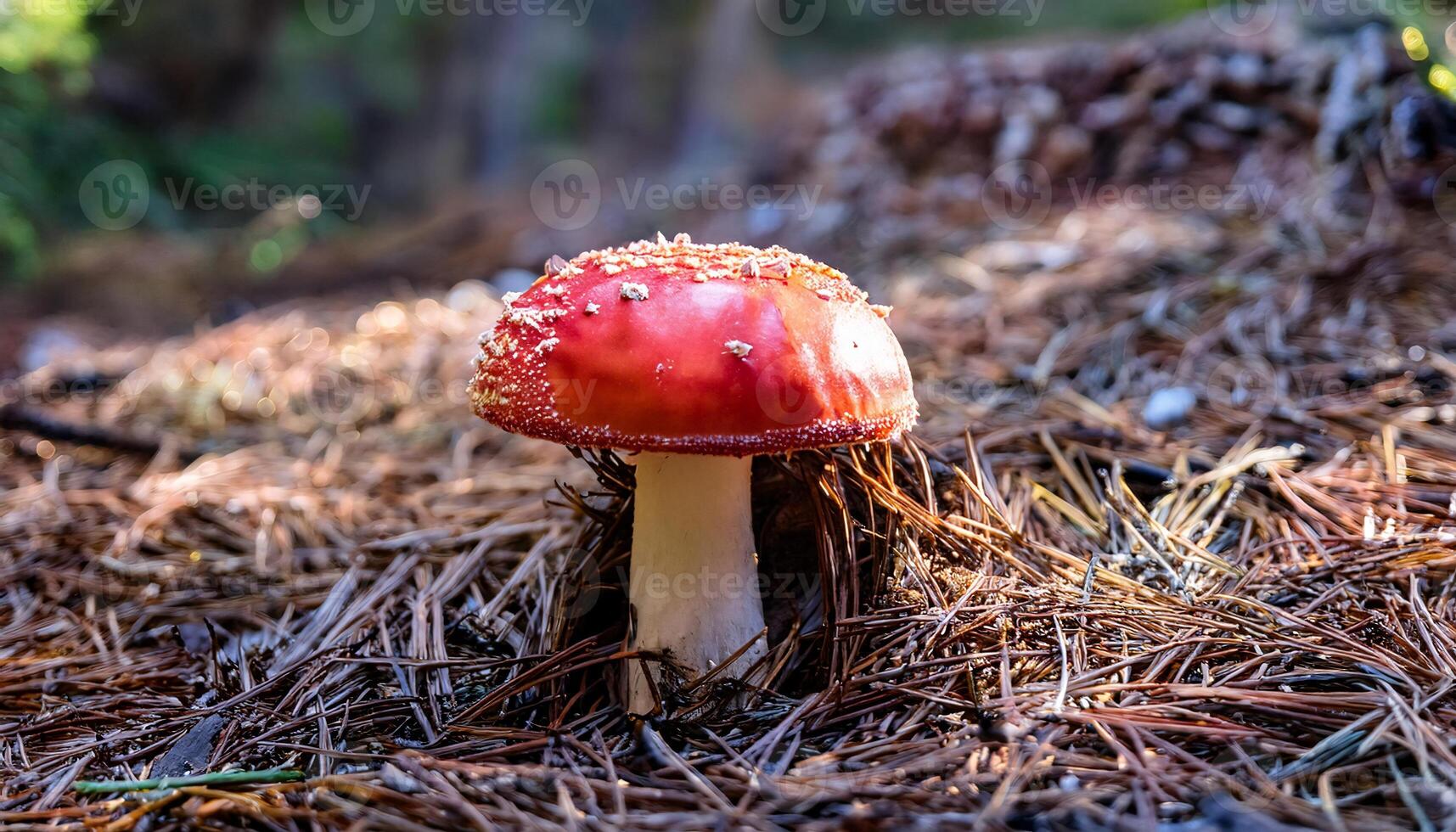 a vibrant red mushroom with white speckles growing on a bed of pine needles in a sunlit coniferous forest floor photo