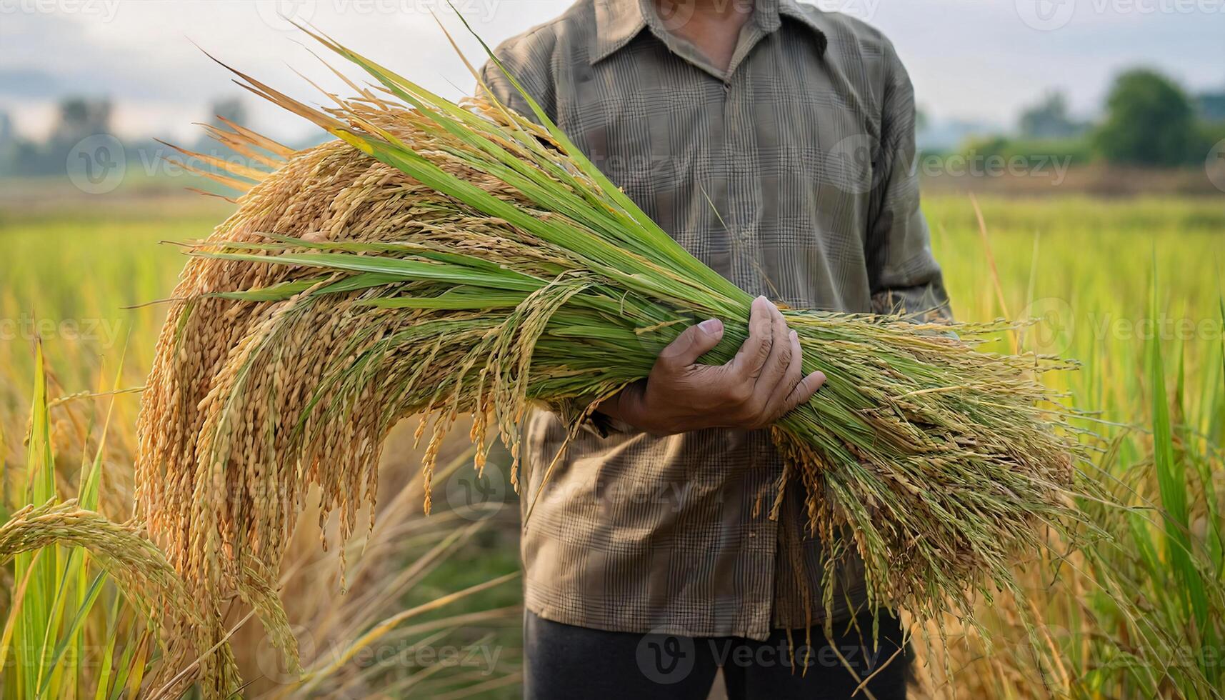 close-up of a farmer holding freshly harvested rice stalks in a green paddy field during harvest season photo