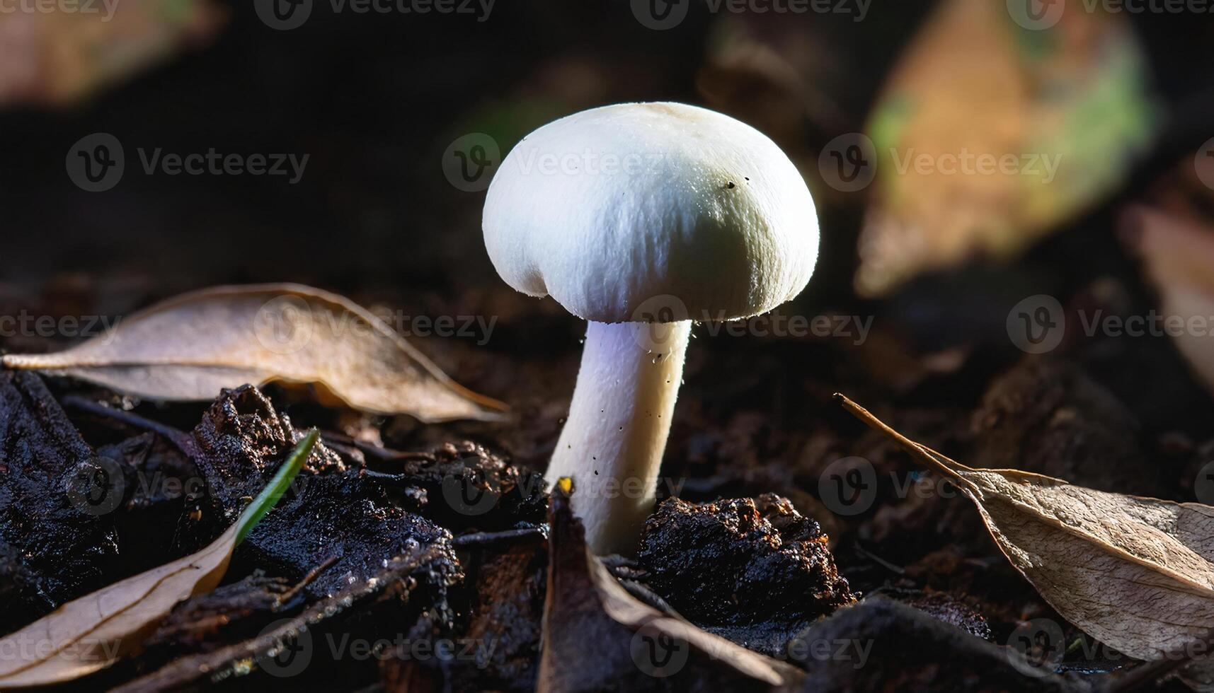 White Button Mushroom in Natural Habitat photo