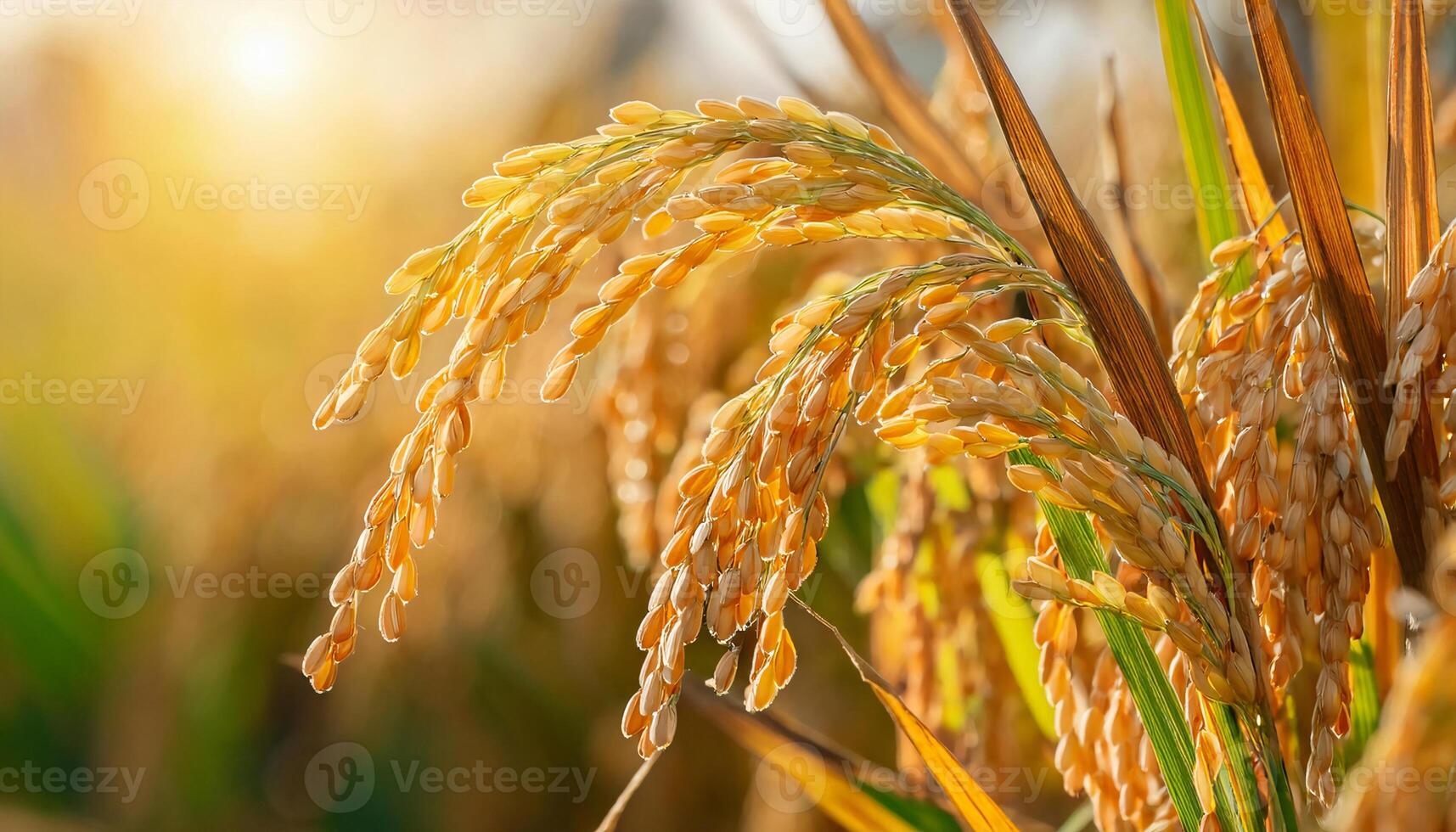 close-up of golden rice grains on mature stalks illuminated by warm sunlight in an agricultural field photo