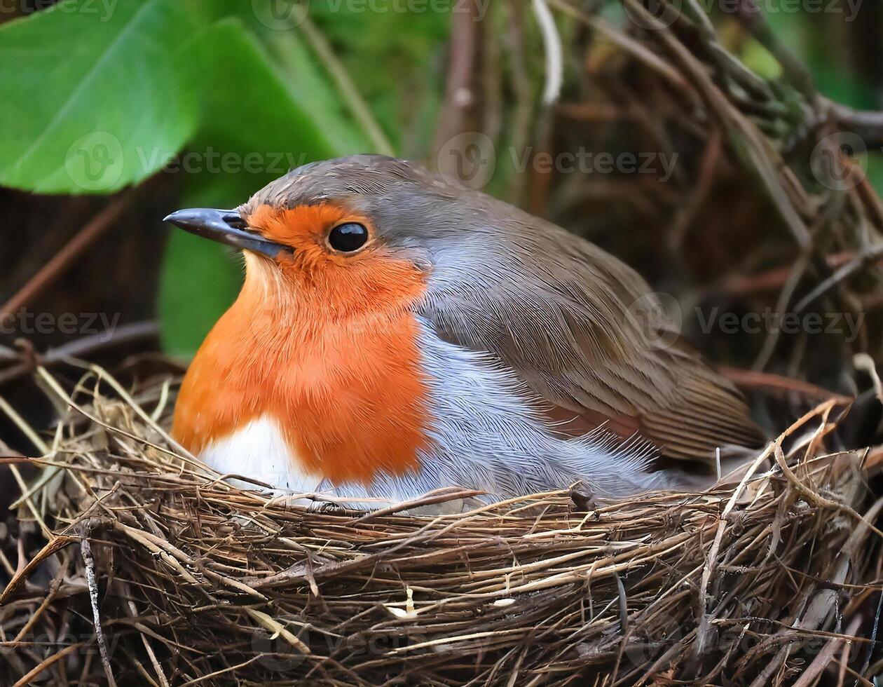 a close-up of a robin resting peacefully on its nest woven with twigs and feathers surrounded by lush green foliage photo