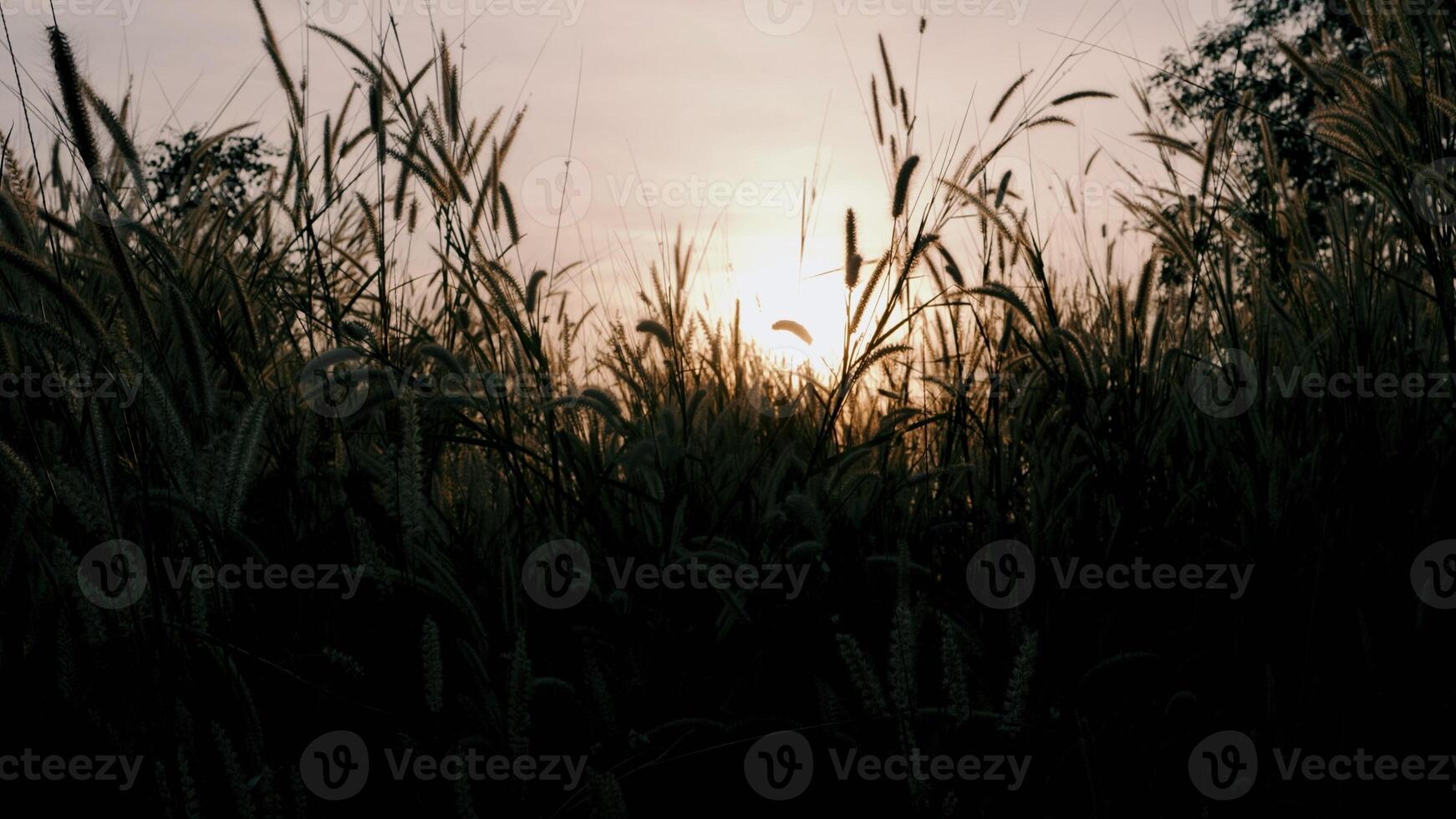 grass flowers, grassland, sunset, beautiful nature photo