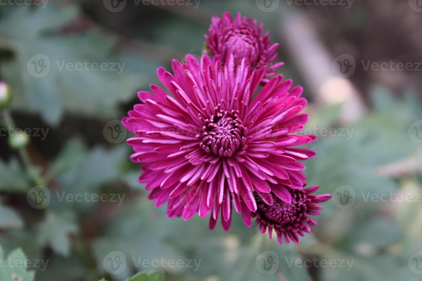 Chrysanthemum, Spoon Mums or chrysanths photo