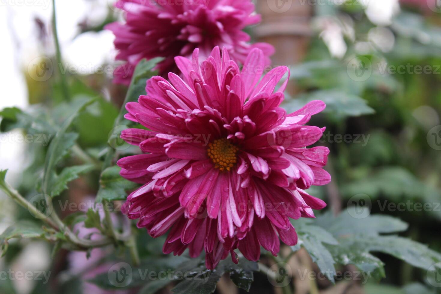Chrysanthemum, Spoon Mums or chrysanths photo