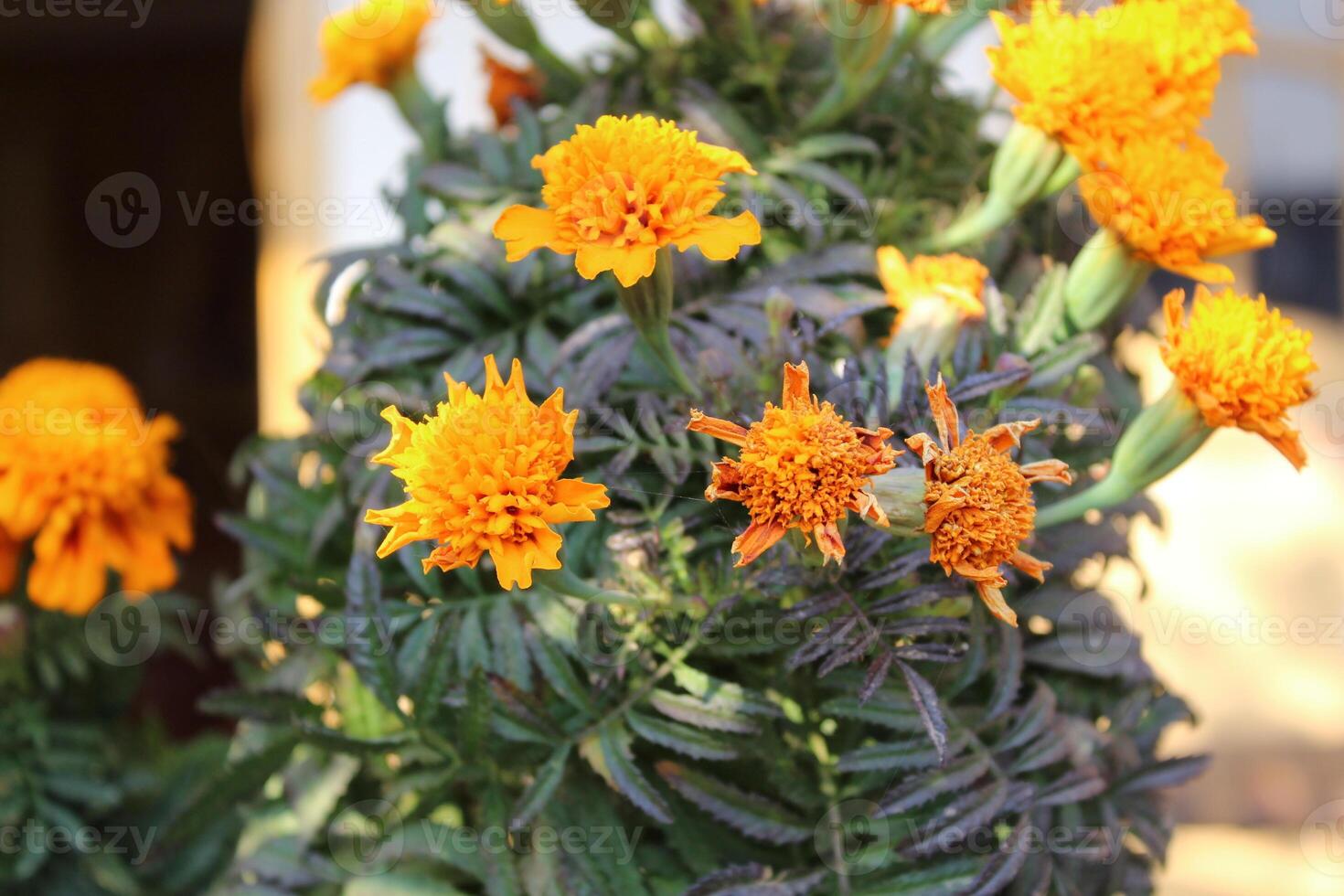 Marigold or Tagetes erecta yellow flowers photo