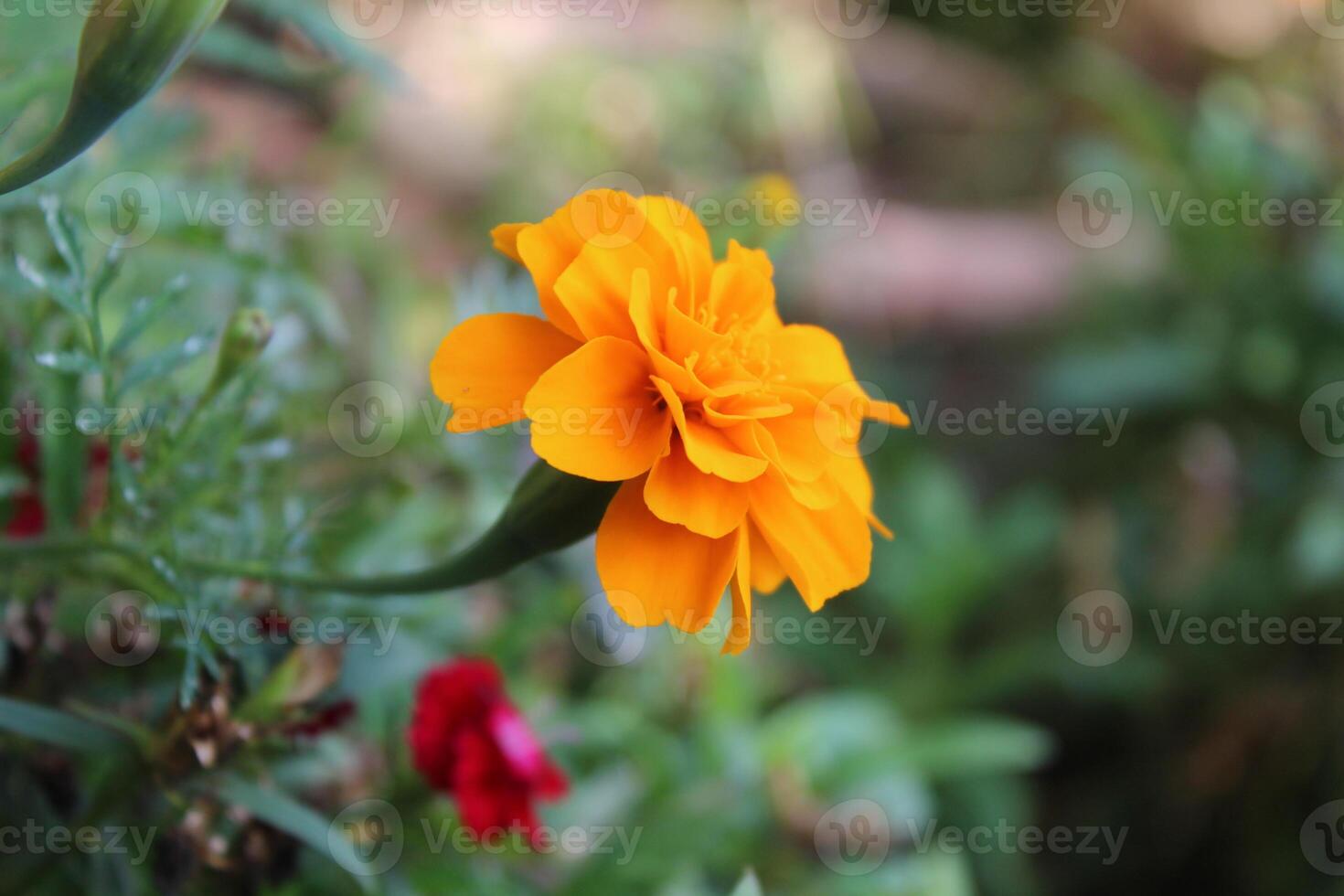 Marigold or Tagetes erecta yellow flowers photo