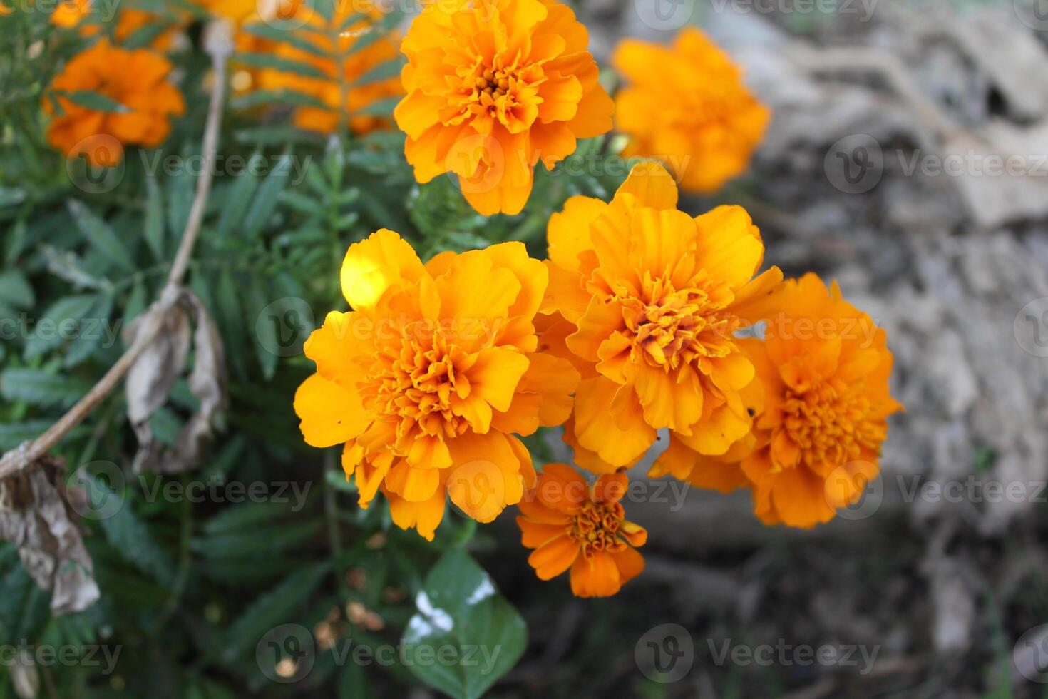 Marigold or Tagetes erecta yellow flowers photo