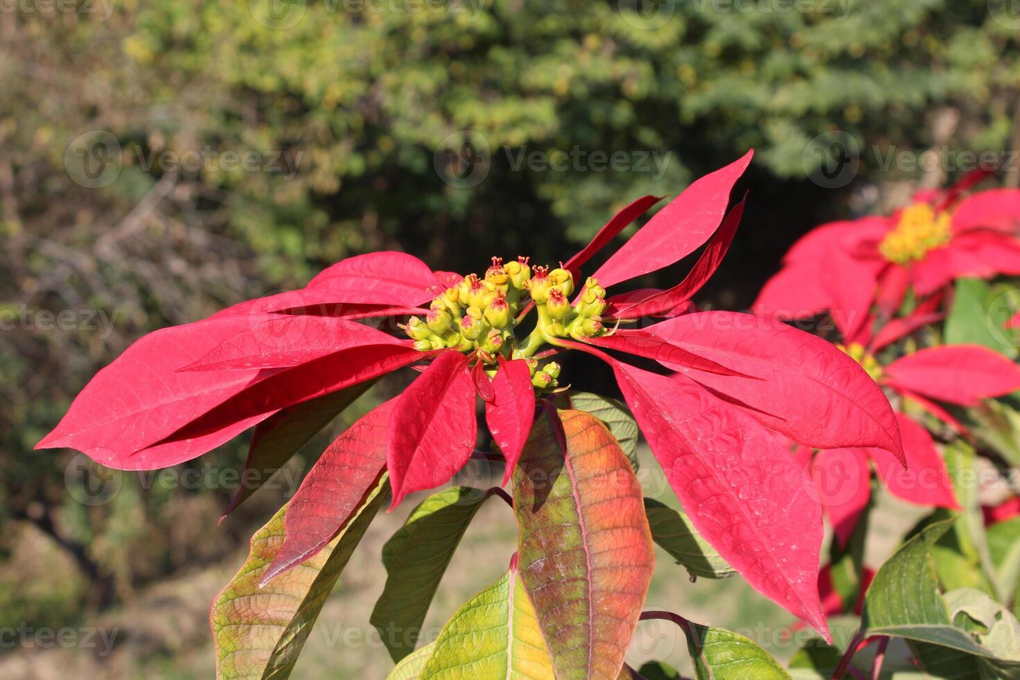 Poinsettia or Euphorbia pulcherrima plant and flower photo