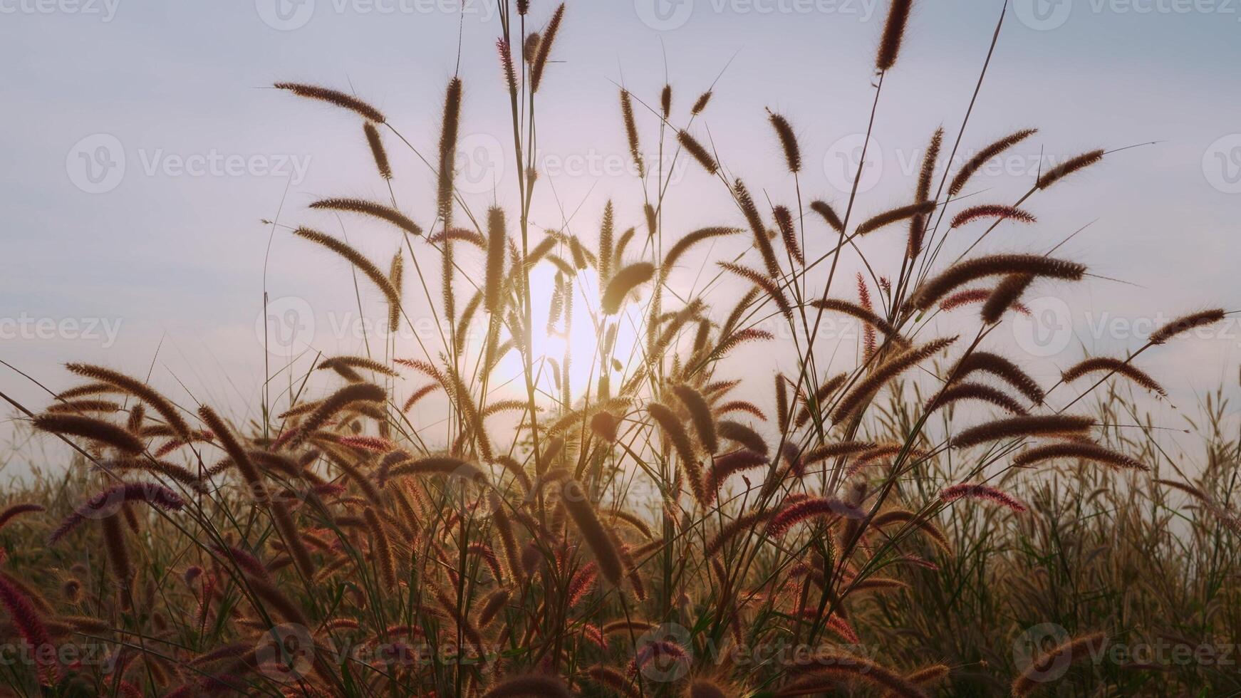 grass flowers, grassland, sunset, beautiful nature photo