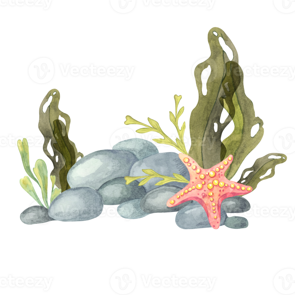 A watercolor arrangement of orange starfish, green seaweed, and gray rocks. Undersea life This clipart works well for underwater-themed posters, home decor, digital planners, and summer stationery png