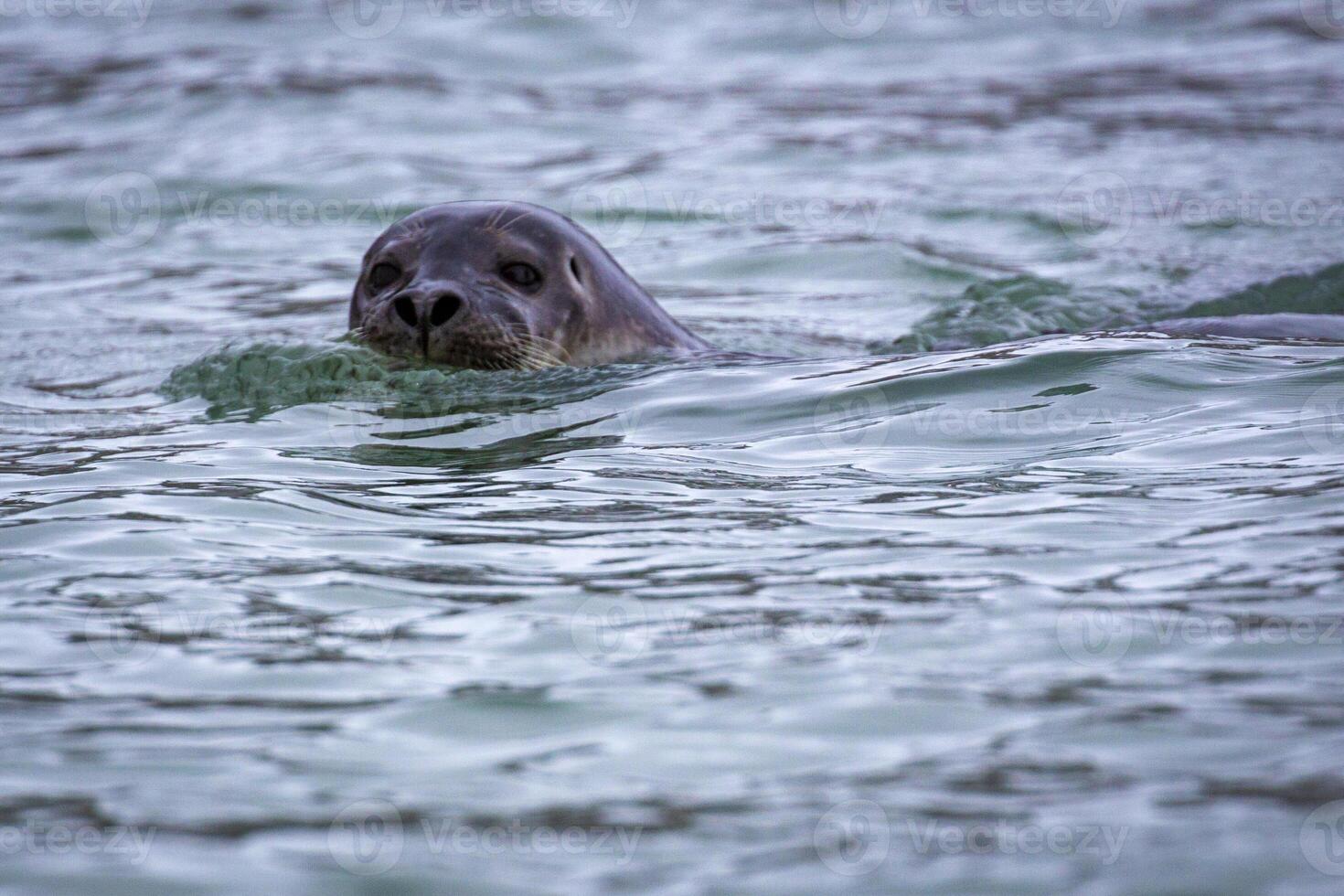 watching a near seal in the Hamiltonbukta on Spitsbergen on Svalbard, Norway photo