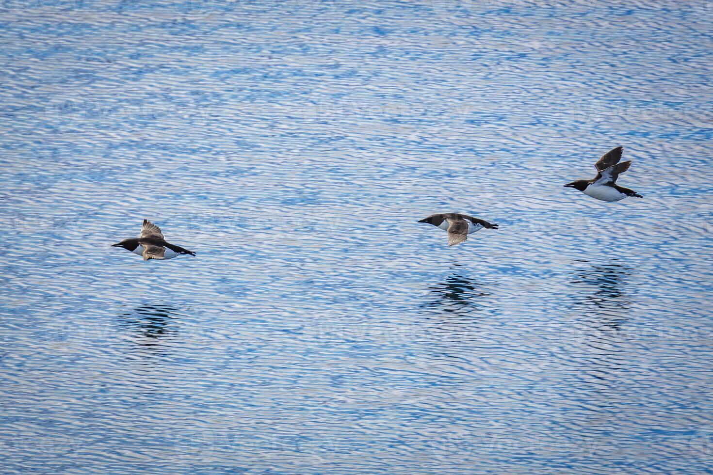 flying Bird watching at the wonderul Alkefjellet between Spitsbergen and Nordaustlandet on Svalbard photo