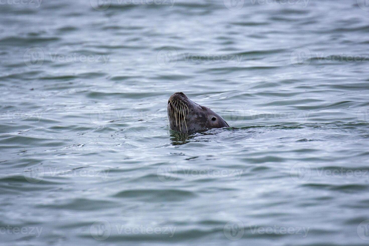 watching a grey seal in the Hamiltonbukta on Spitsbergen on Svalbard, Norway photo