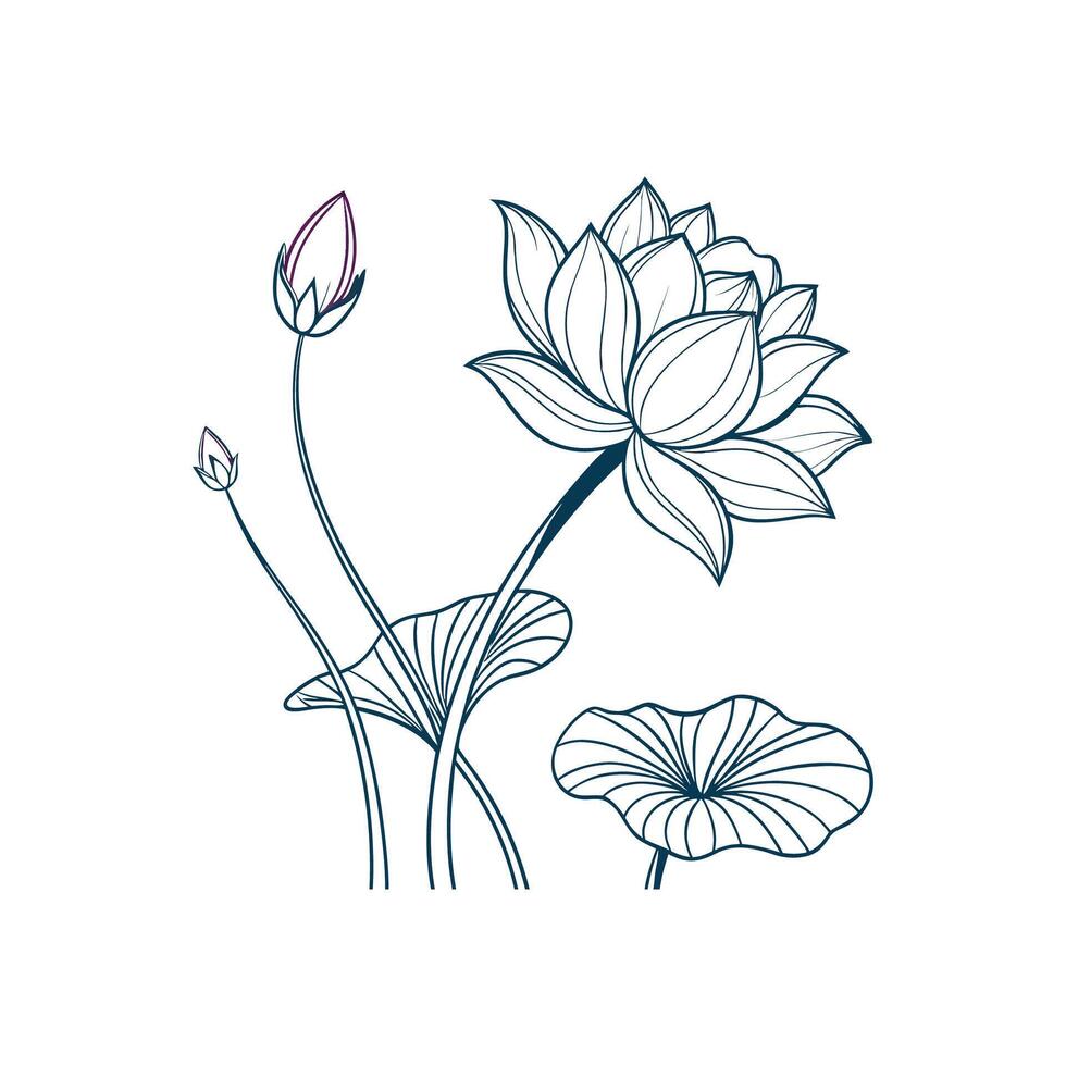 A drawing of a lotus flower with leaves vector