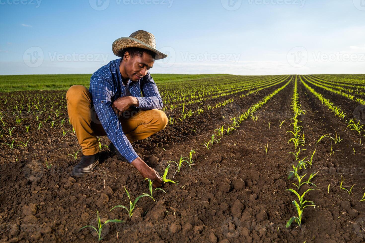 African farmer is examining corn crops in the field. Portrait of farmer in agricultural field. photo