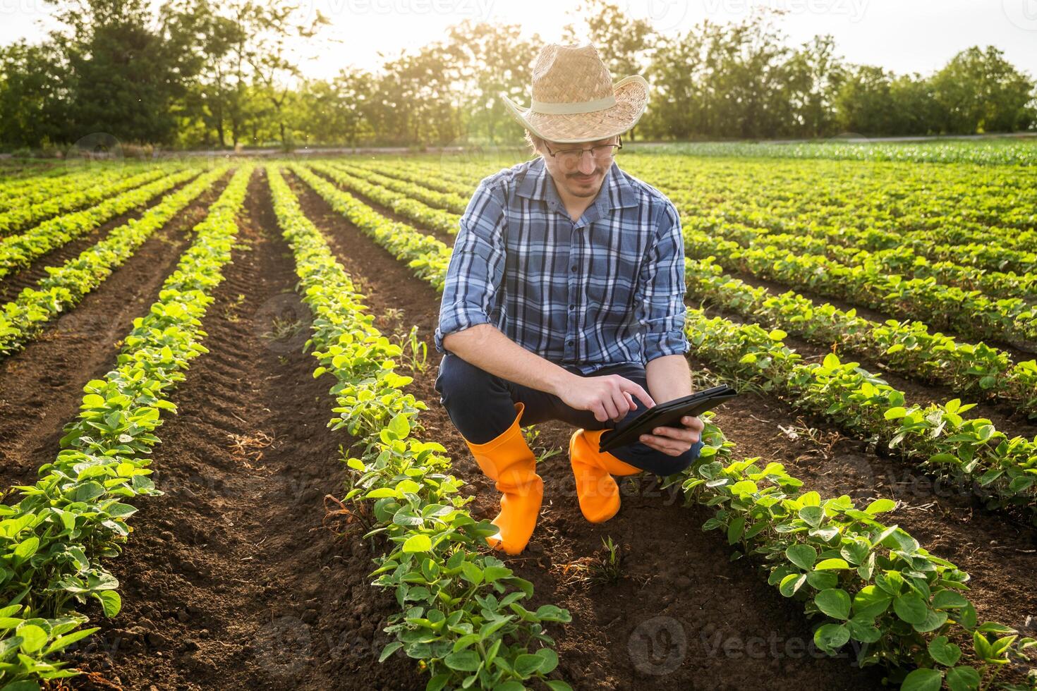Portrait of happy farmer who is cultivating soybean. He is examining plants and using digital tablet. photo