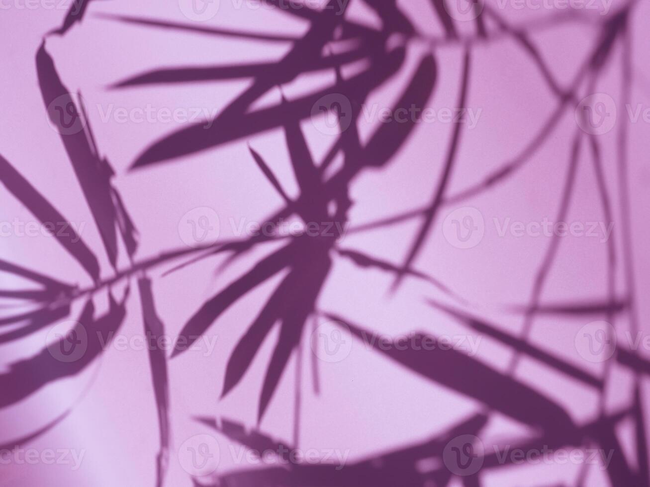 Bamboo leaf shadow in purple light for natural abstract minimalist background photo
