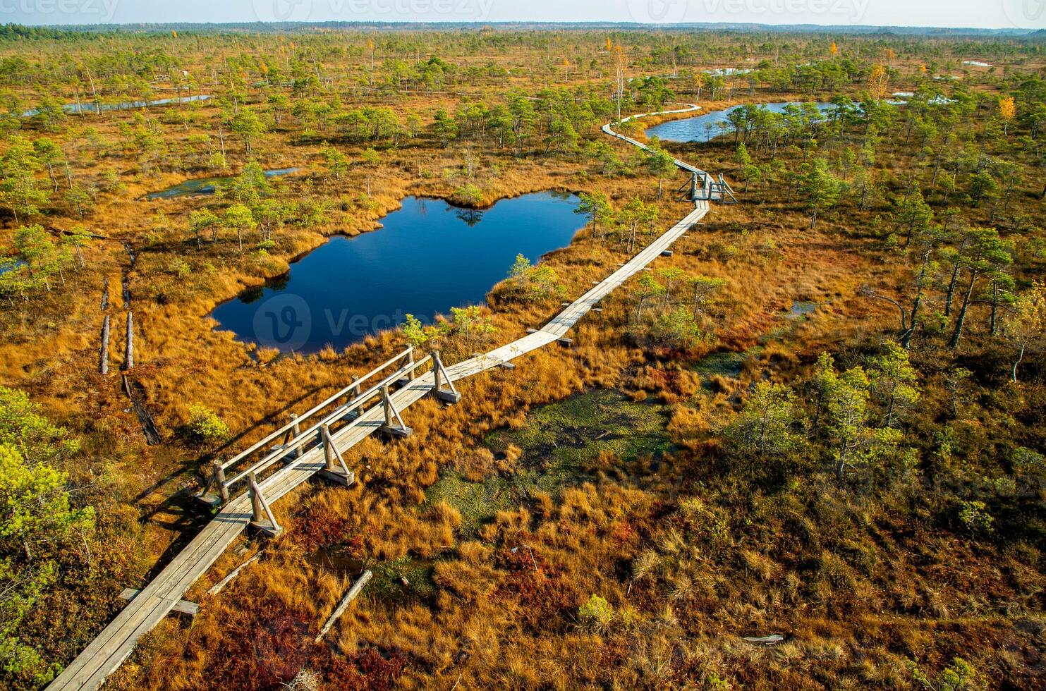 Autumn daytime landscape of bogs in the Kemeri National Park in Latvia, and a wooden road that passes through bogs with green-orange grass and Japanese pine trees.View from above. photo