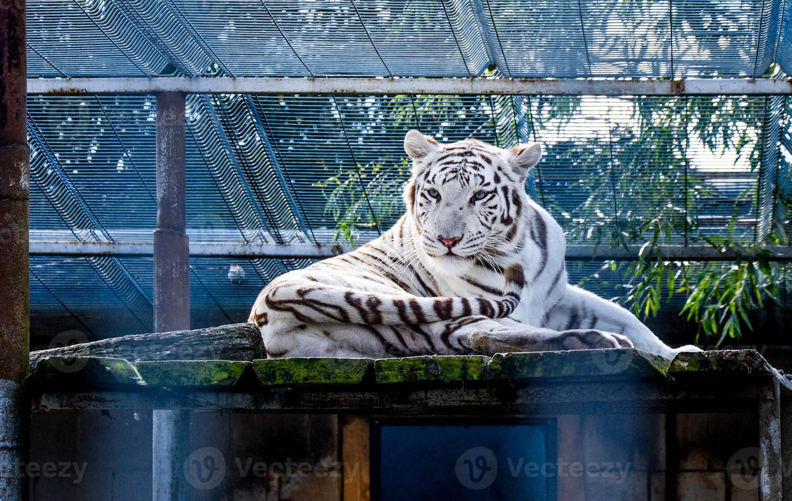 White tiger is sitting on the ground behind a cage.Symbol of 2022 years.High quality photo.Copy space. photo