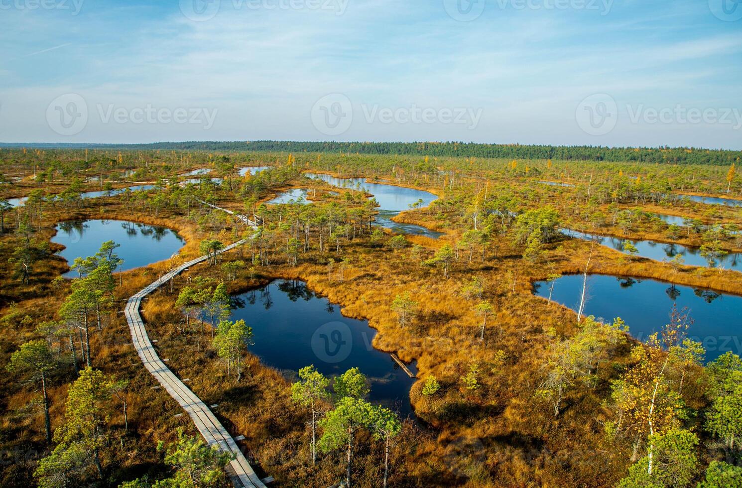 Autumn daytime landscape of bogs in the Kemeri National Park in Latvia, and a wooden road that passes through bogs with green-orange grass and Japanese pine trees.View from above. photo