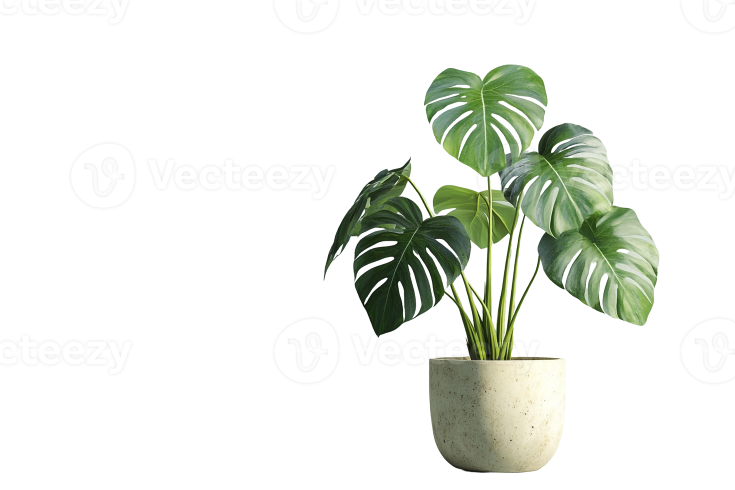 Healthy Monstera Plant with Rich Green Leaves png