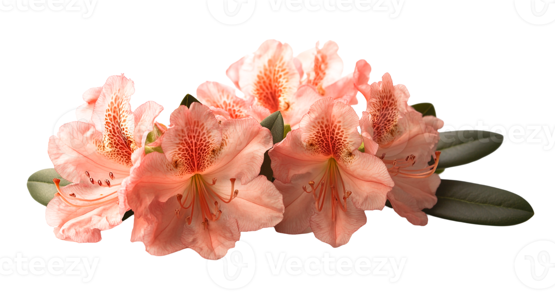 Natural Rhododendron Flowers in Bloom png