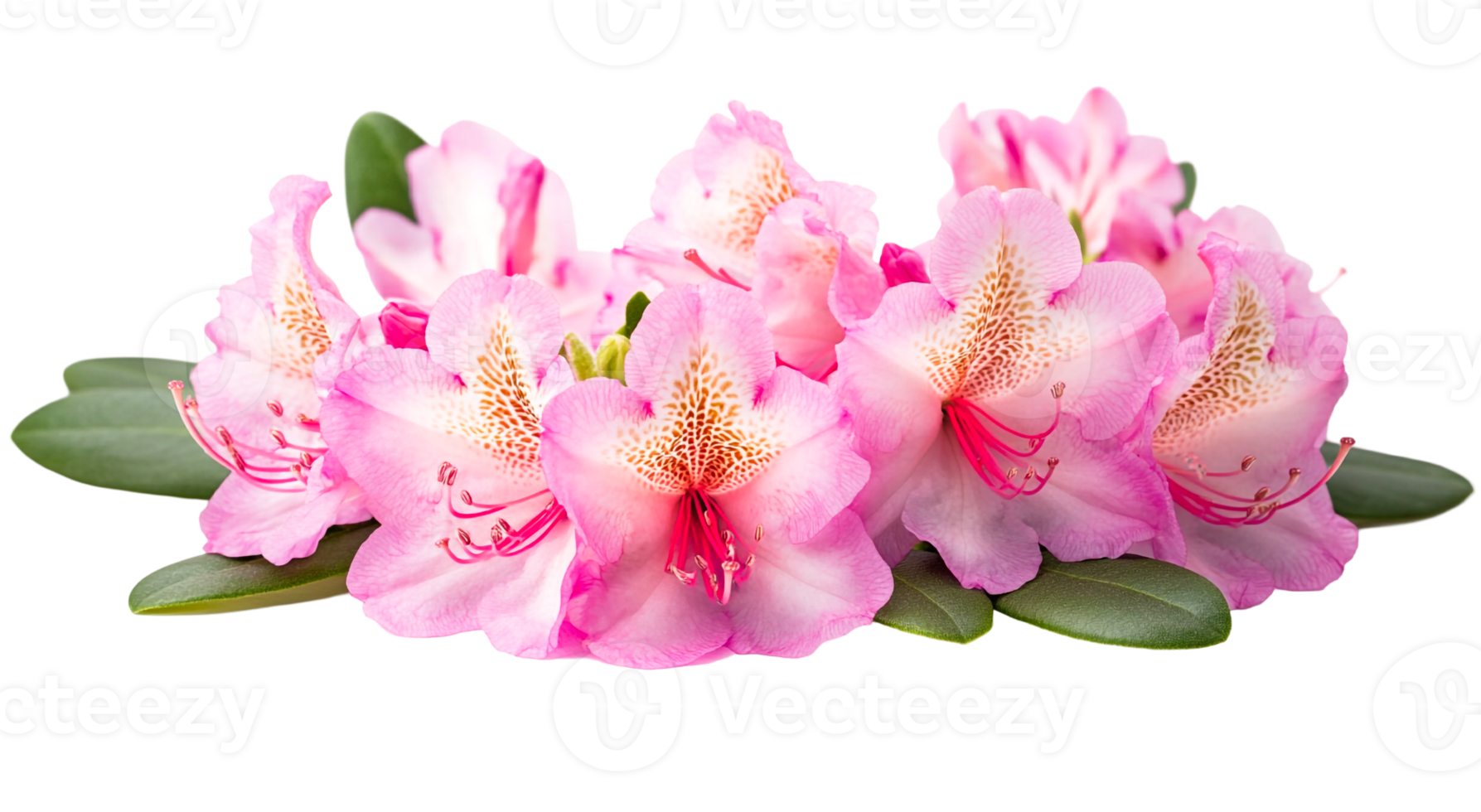 Rhododendron Flowers with Lush Green Leaves png