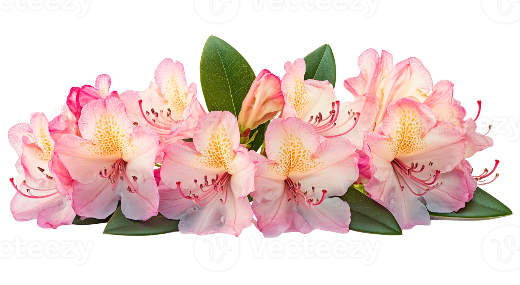 Pink and White Rhododendron Flowers png