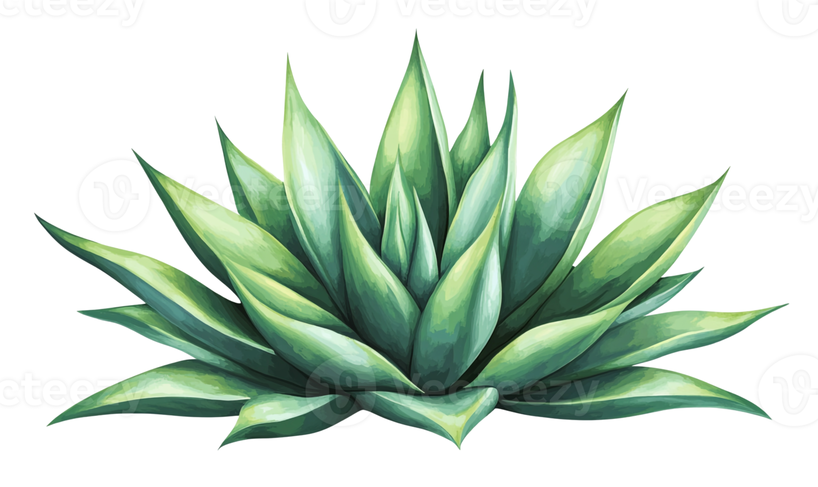 Agave Plant with Symmetrical Leaf Pattern png