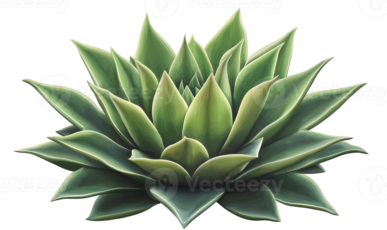 Symmetrical Agave Plant in Natural Setting png