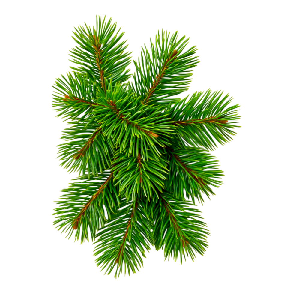 Realistic Close-Up of Fresh Green Pine Tree Branches png