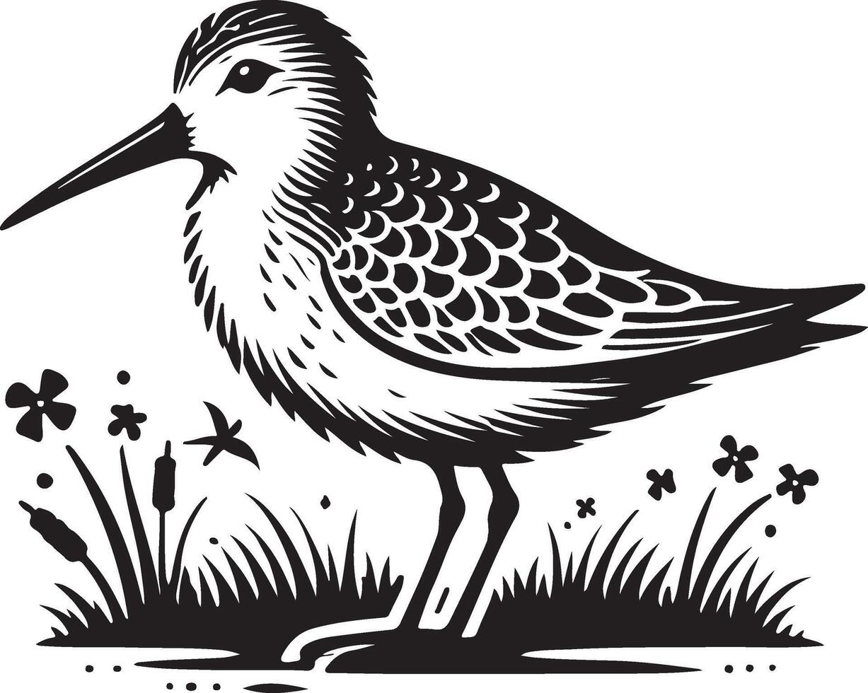 sandpiper bird illustration vector