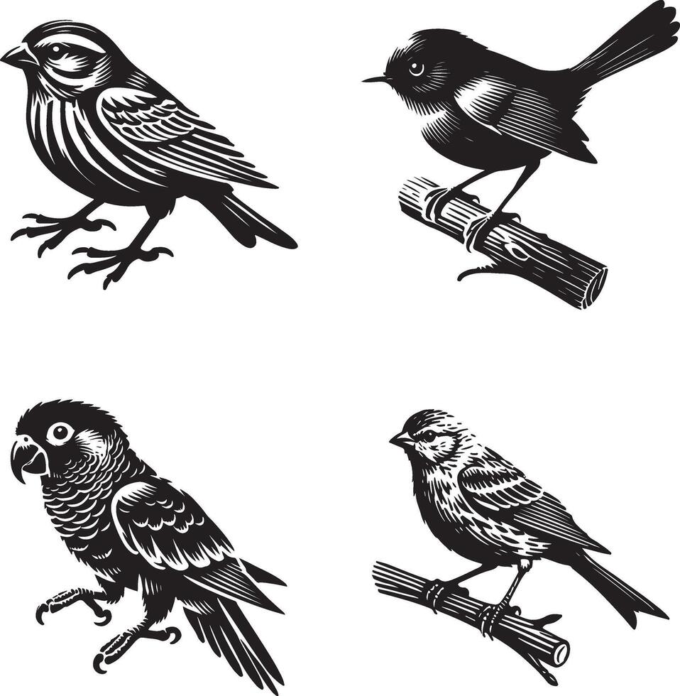 parrot, canary, and catbird set art vector