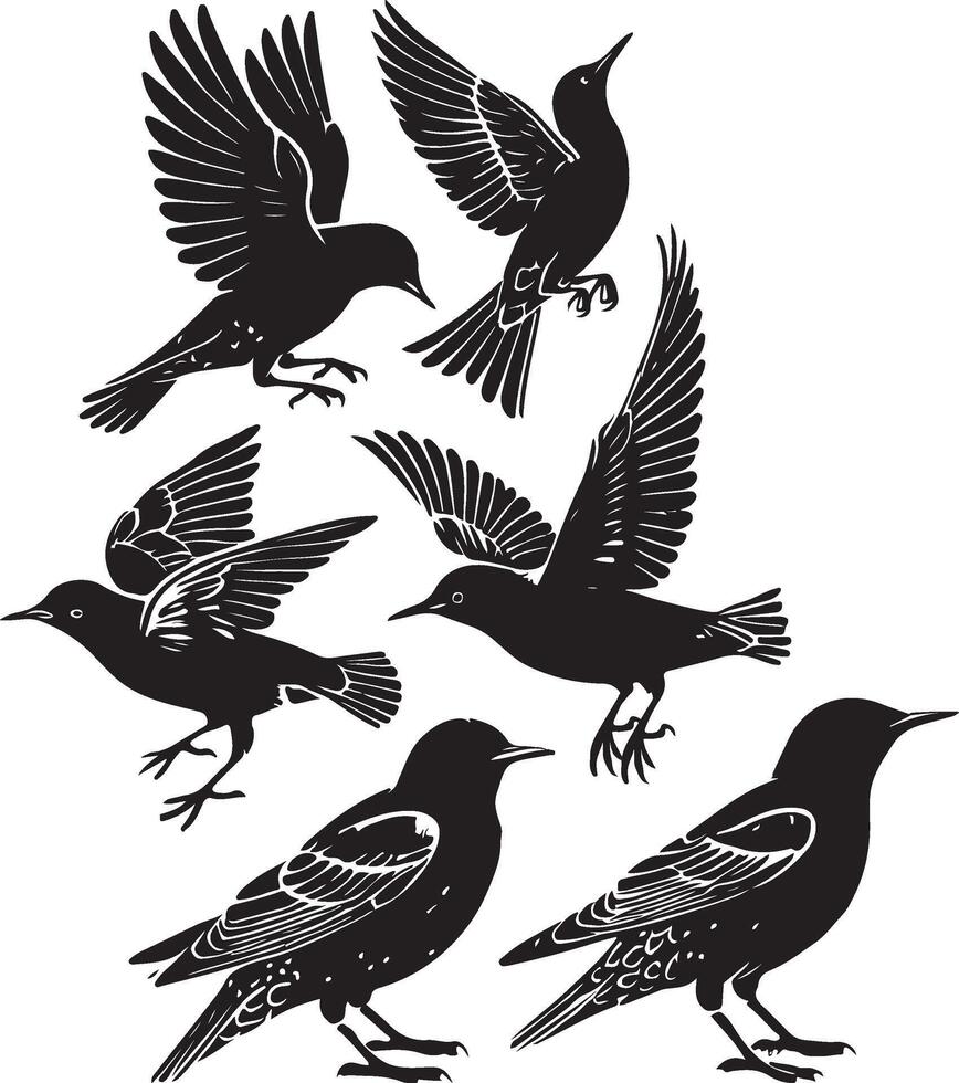 set of starling birds vector