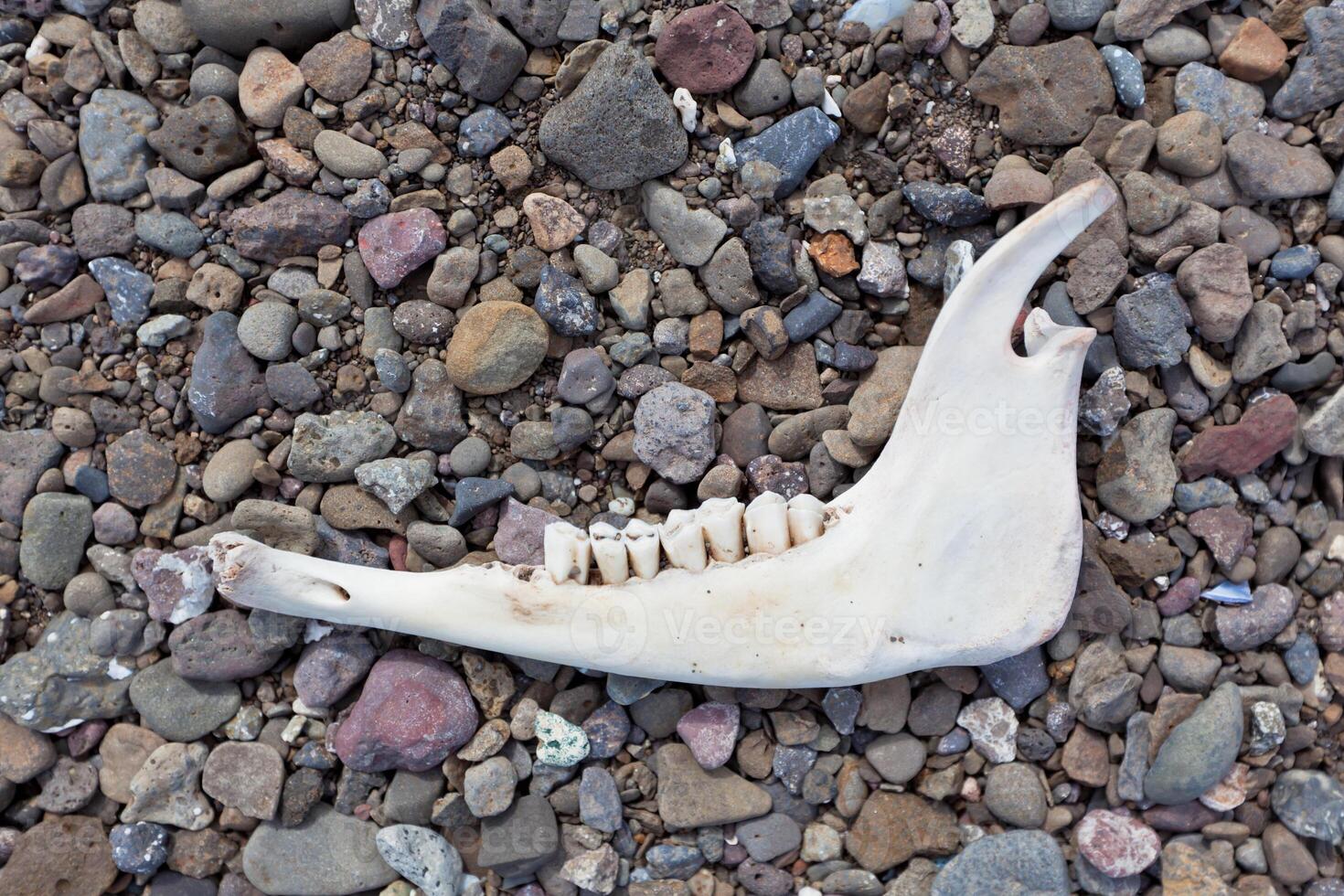 Animal jaw bone photo