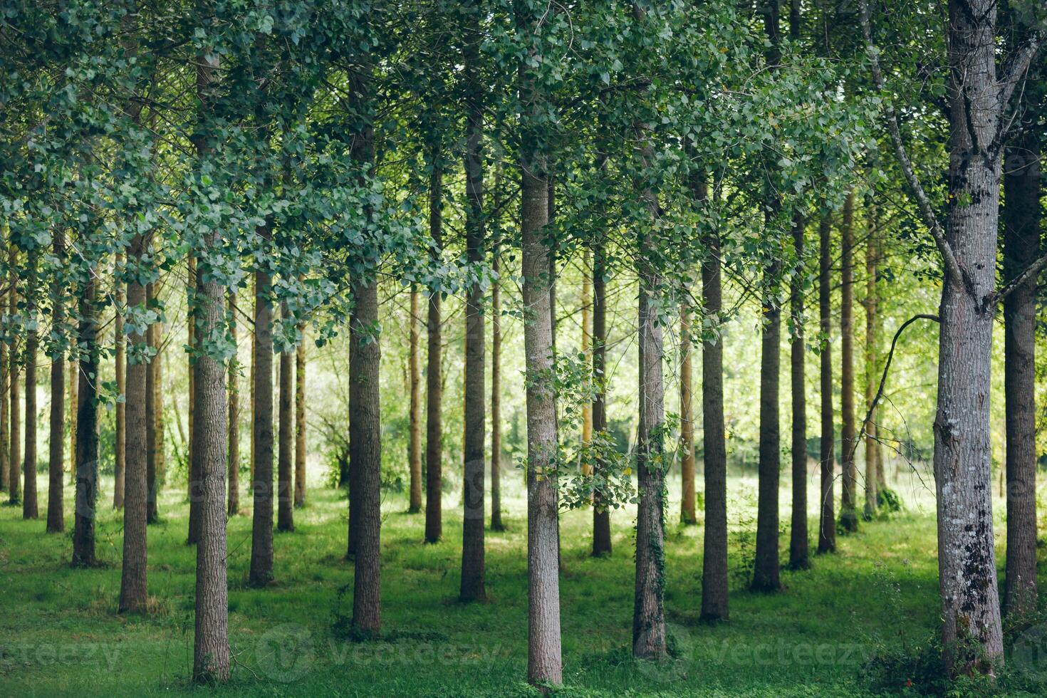 Trees planted in a row in the forest photo